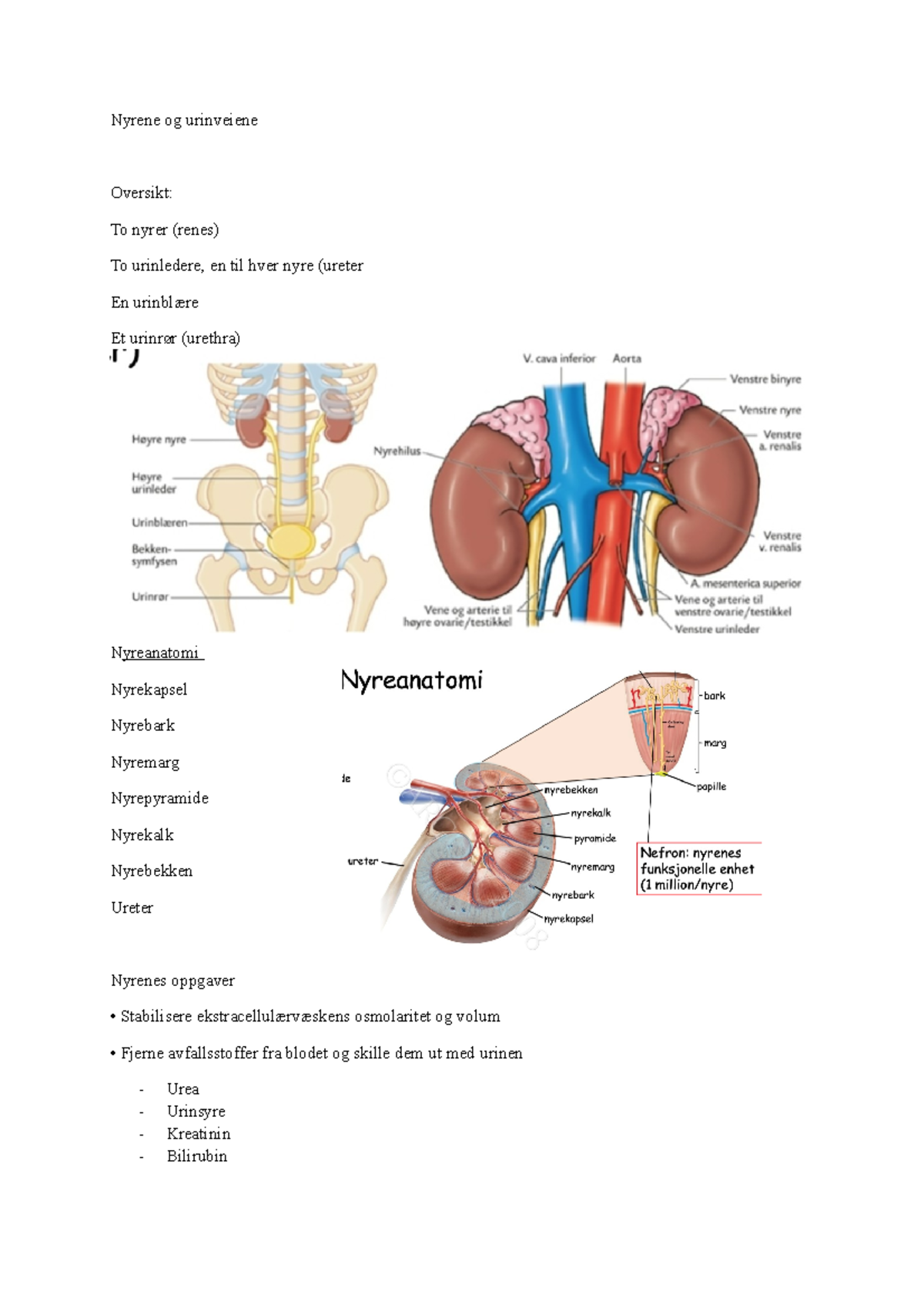 Nyrene og urinveiene - Nyrene og urinveiene Oversikt: To nyrer (renes ...
