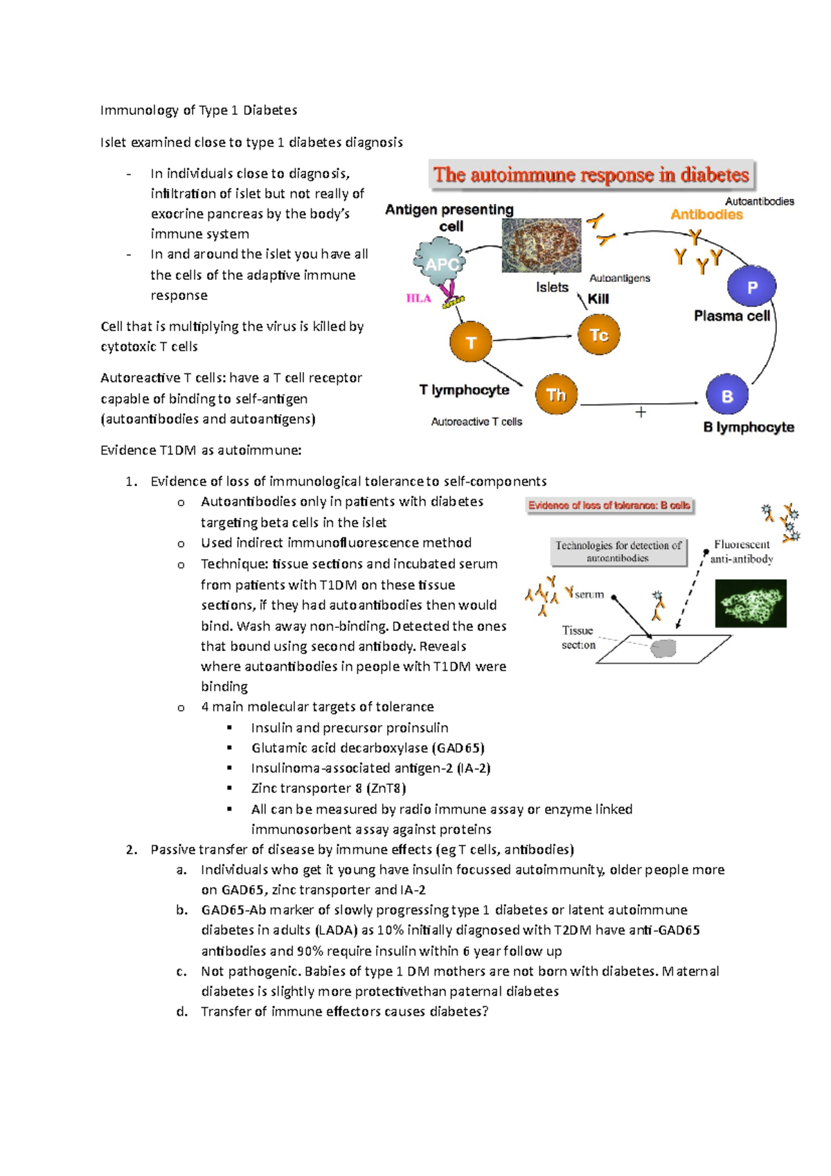 Inflammation - W1 immune system of T1DM - Immunology of Type 1 Diabetes ...