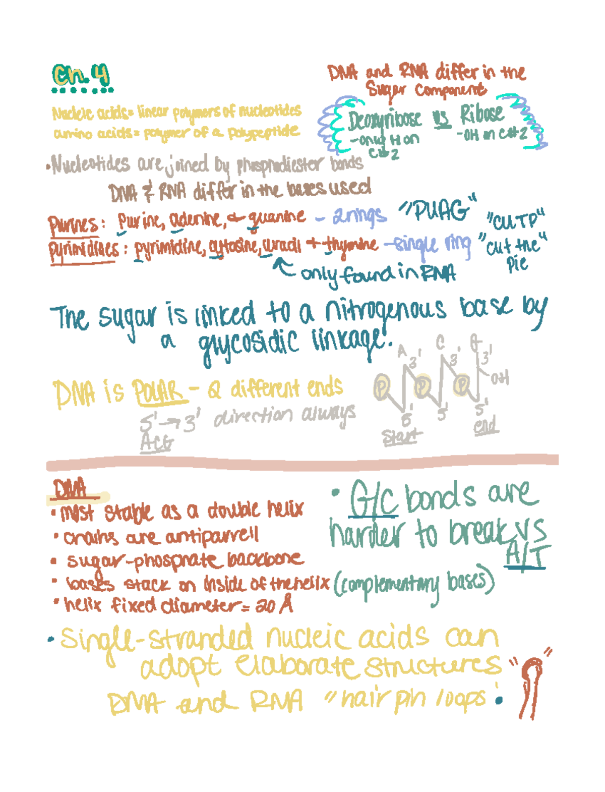 Ch. 4 DNA,RNA, and the flow of genetic information ...