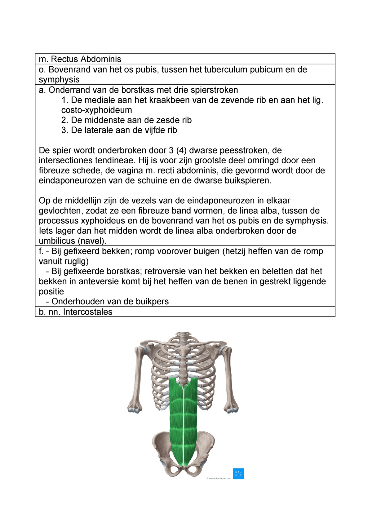 Abdominale Spieren Functionele Anatomie B3054o Ku Leuven Studocu