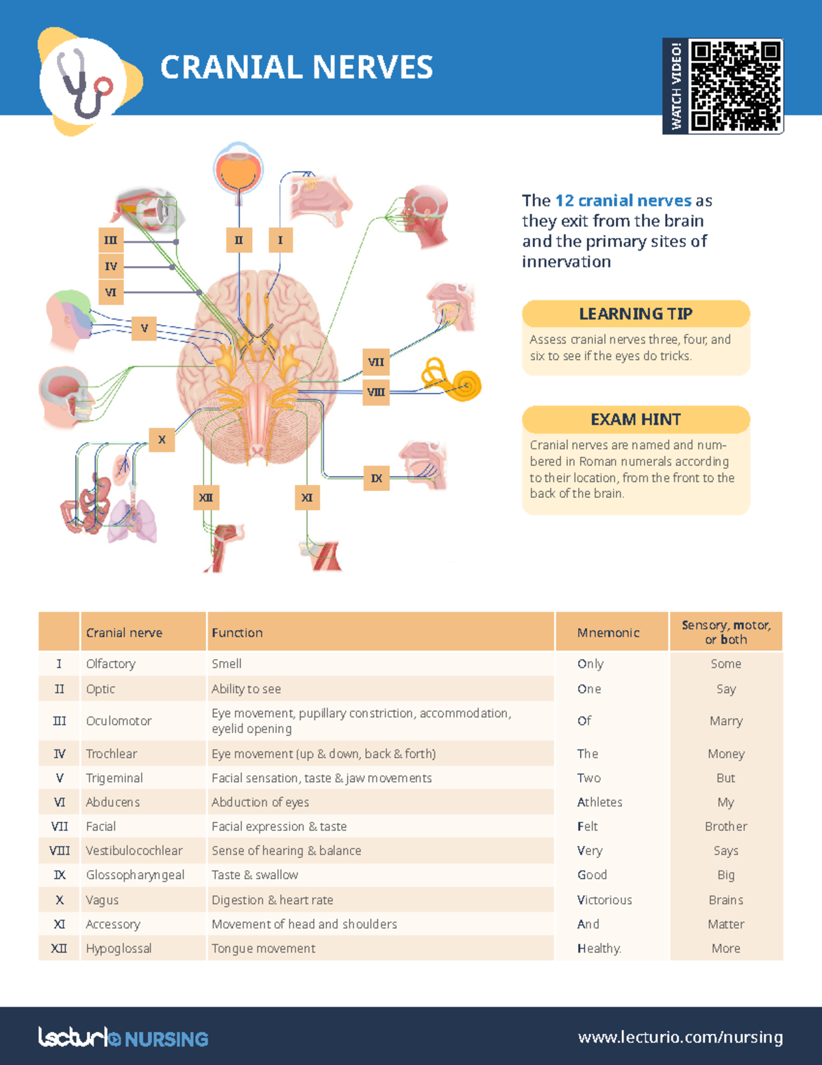 Cranial nerves - LEARNING TIP Cranial nerves are named and num- bered ...