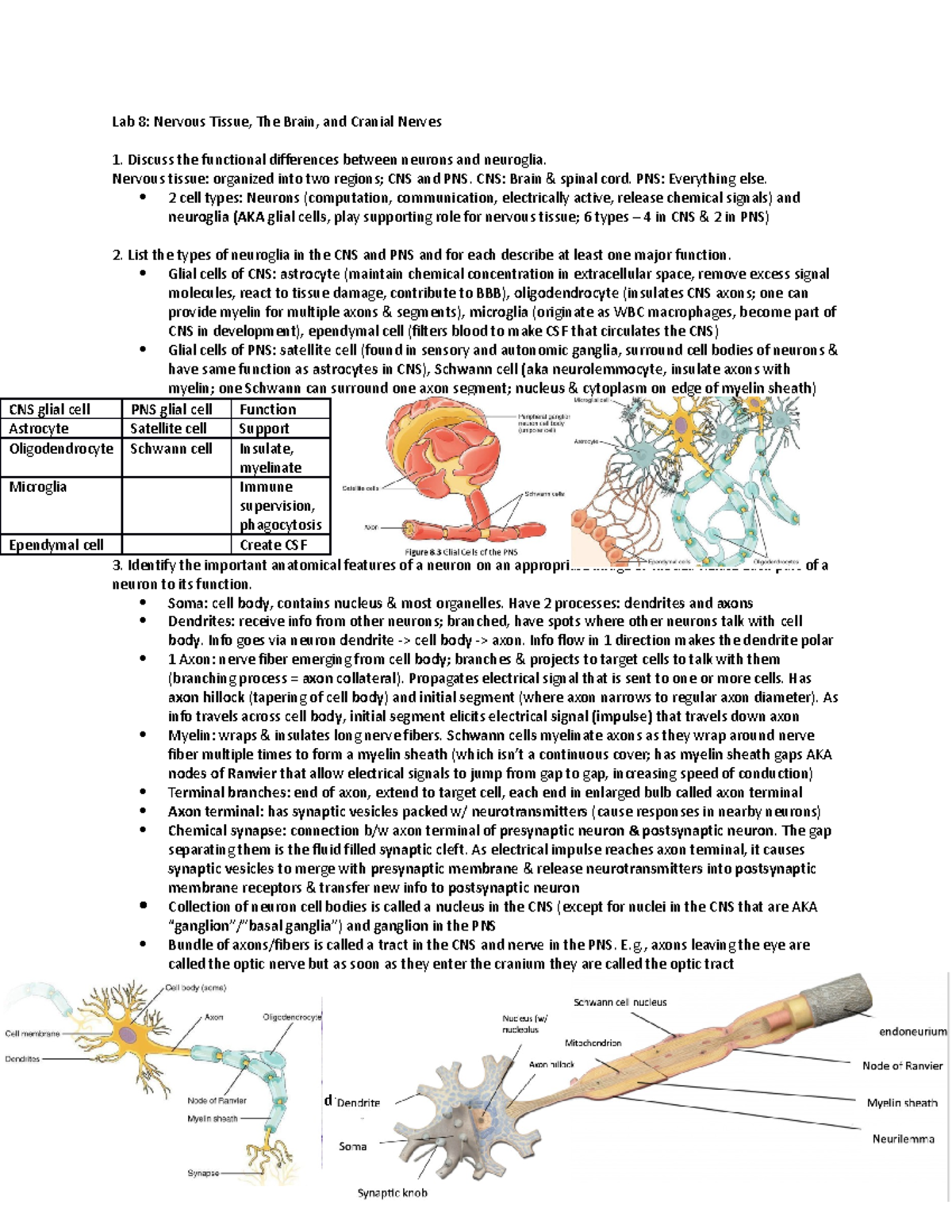 Lab 8 - All labs study notes / guides - Lab 8: Nervous Tissue, The ...