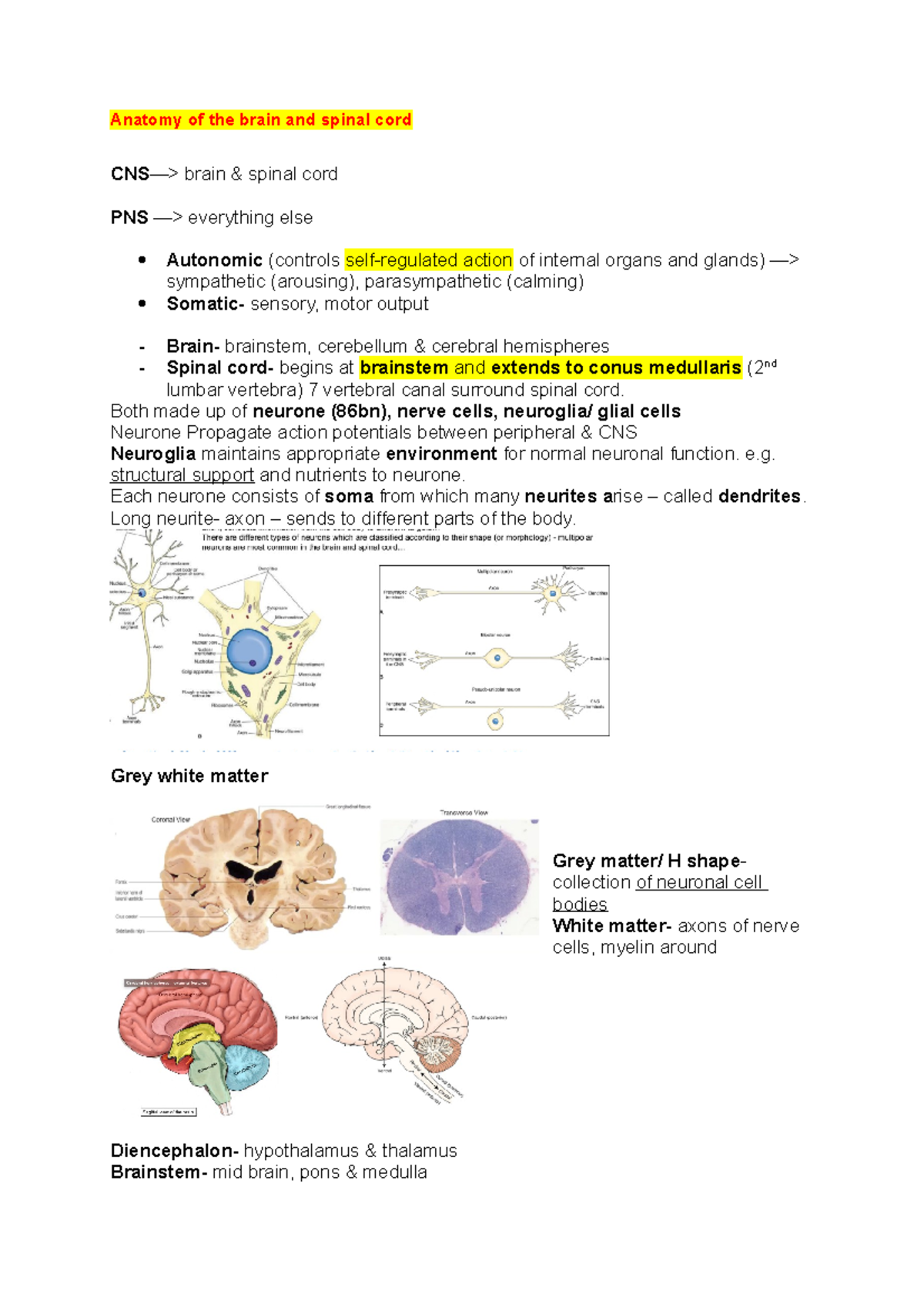 Anatomy Of The Brain And Spinal Cord - Both Made Up Of Neurone (86bn 