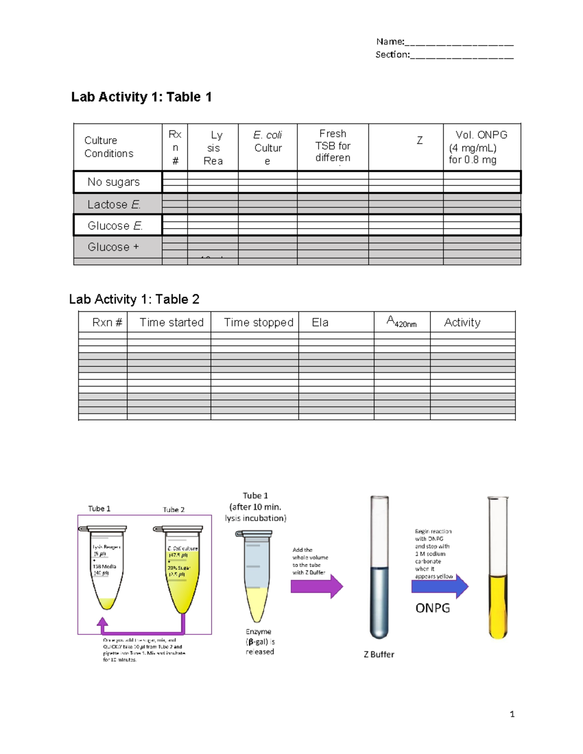 Bio Gene Expression Lab Completed (word Section