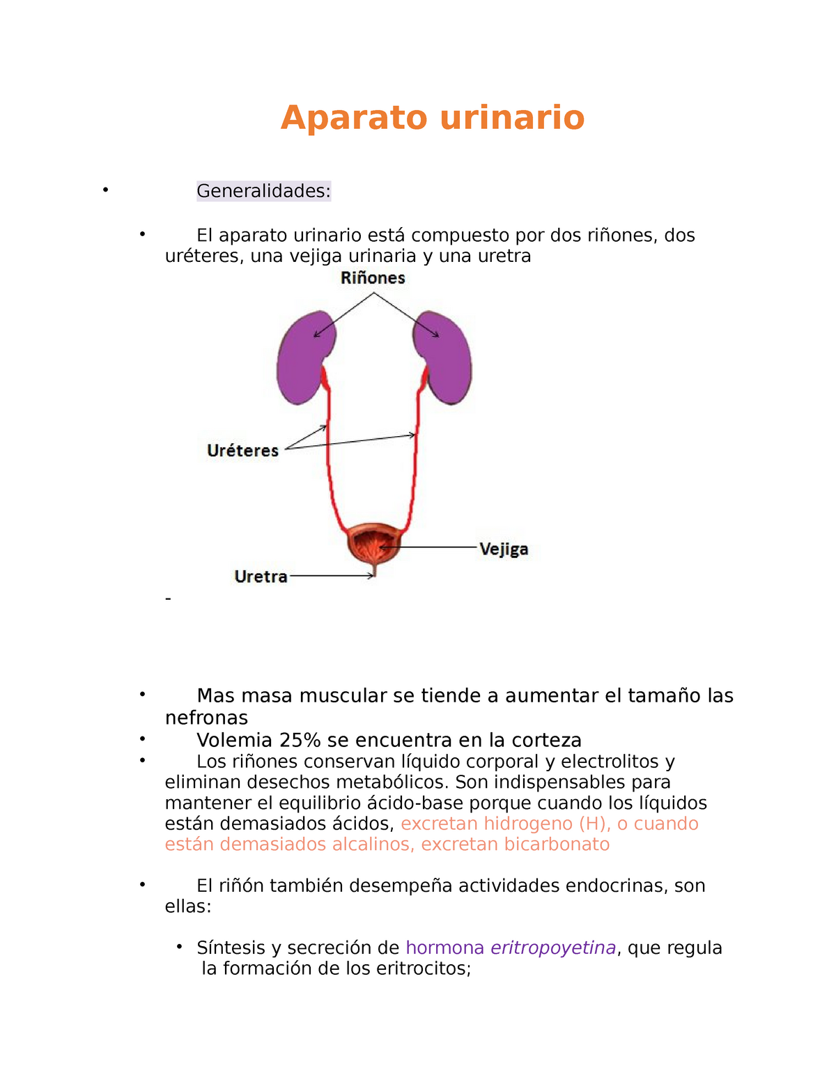 Aparato Urinario - Clase De Histología Es Un Resúmen De Los Apuntes Con ...