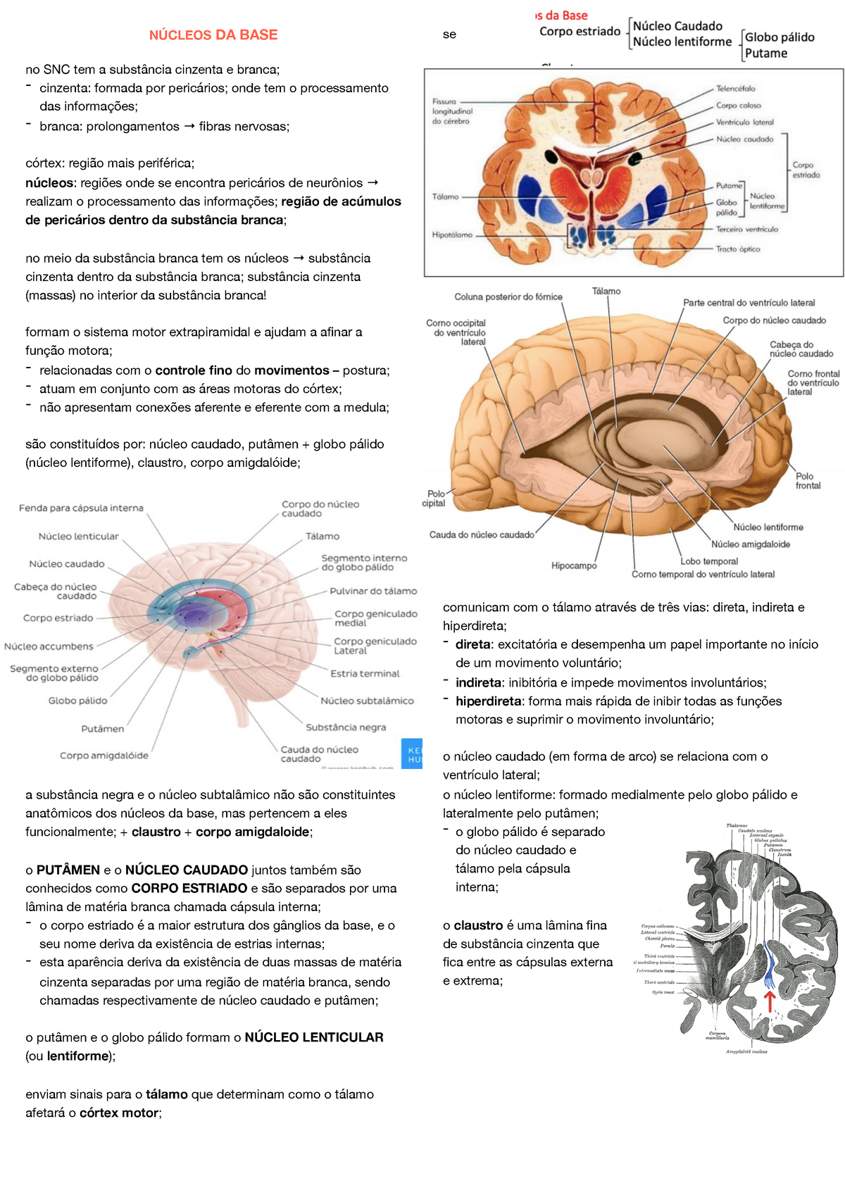 Nucleos Da Base So Iii Anatomia N Cleos Da Base No Snc Tem A Subst Ncia Cinzenta E Branca