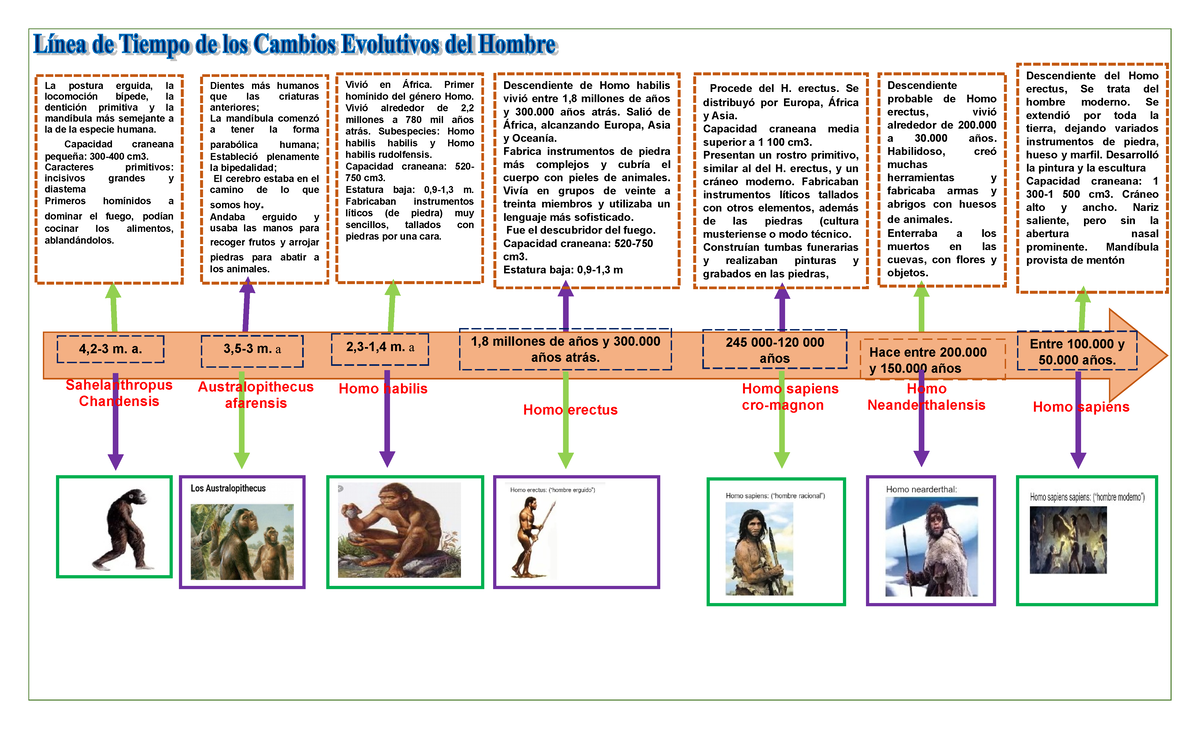 Cambios Evolutivos Del Hombre Linea de Tiempo - La postura erguida, la ...