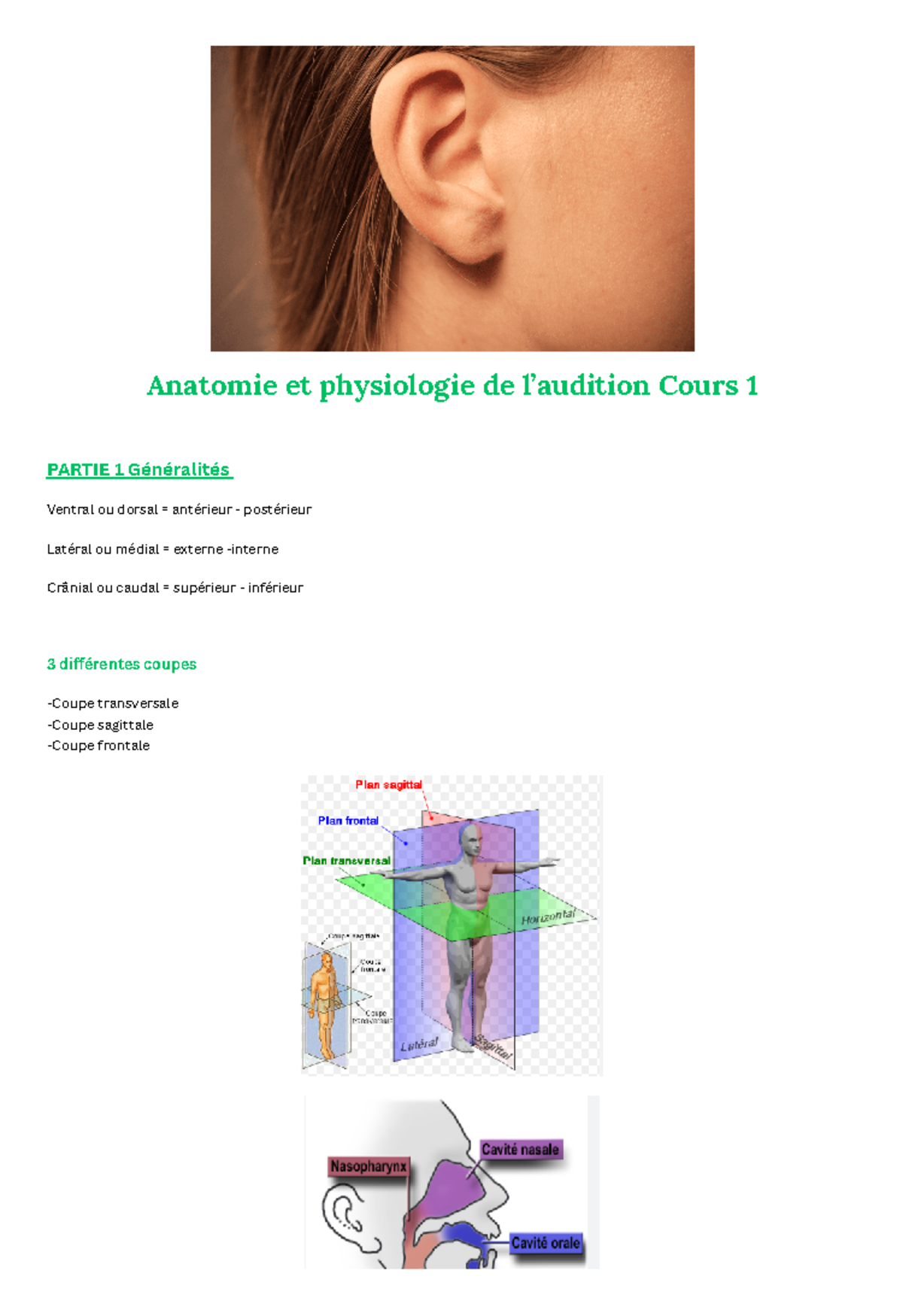 Fiche Anatomie Et Physiologie De L Audition Cours Anatomie Et