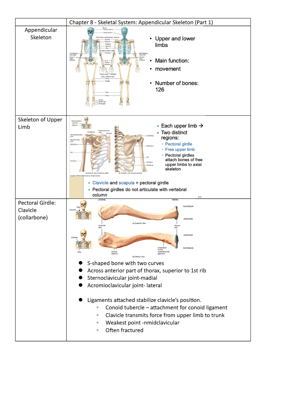 Chapter 8 - Skeletal System- Appendicular Skeleton (Part 1) - Chapter 8 ...