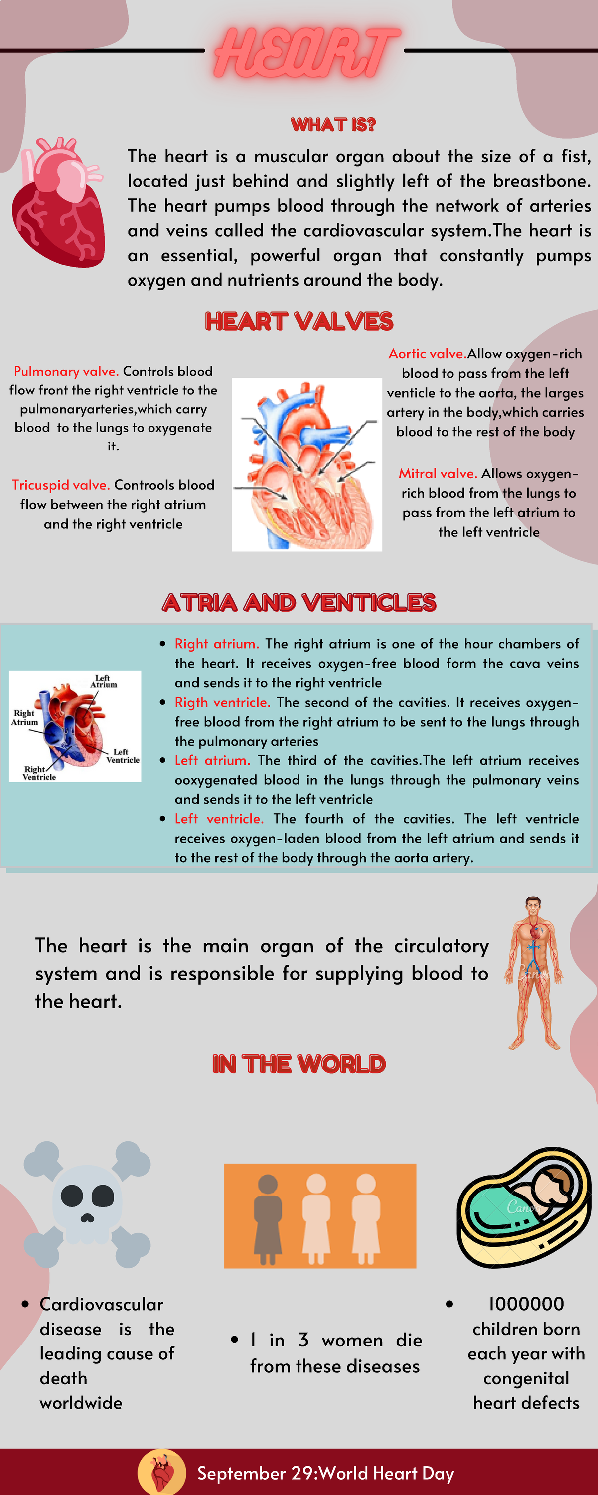 Rojo Ilustrado Cronograma Infografía - The heart is a muscular organ ...