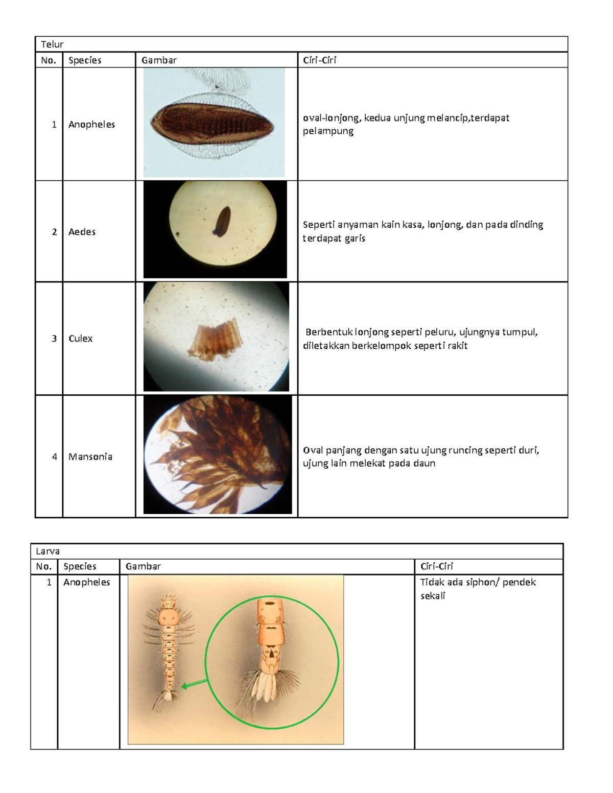 Summaries of FMS 4 OSPE parasitology Telur No. Species Gambar Ciri