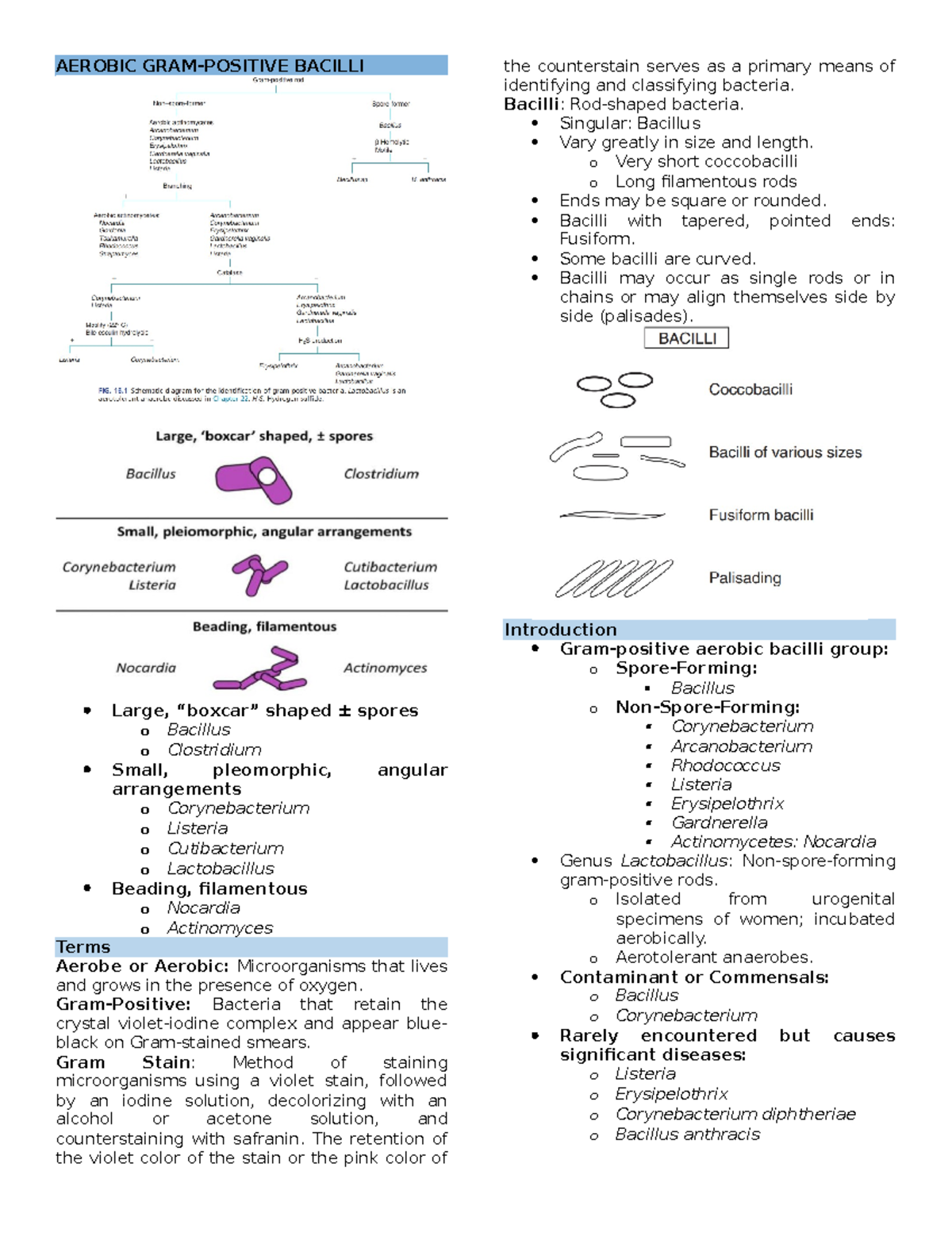 Bacte D3 - AEROBIC GRAM-POSITIVE BACILLI Large, “boxcar” shaped ± ...