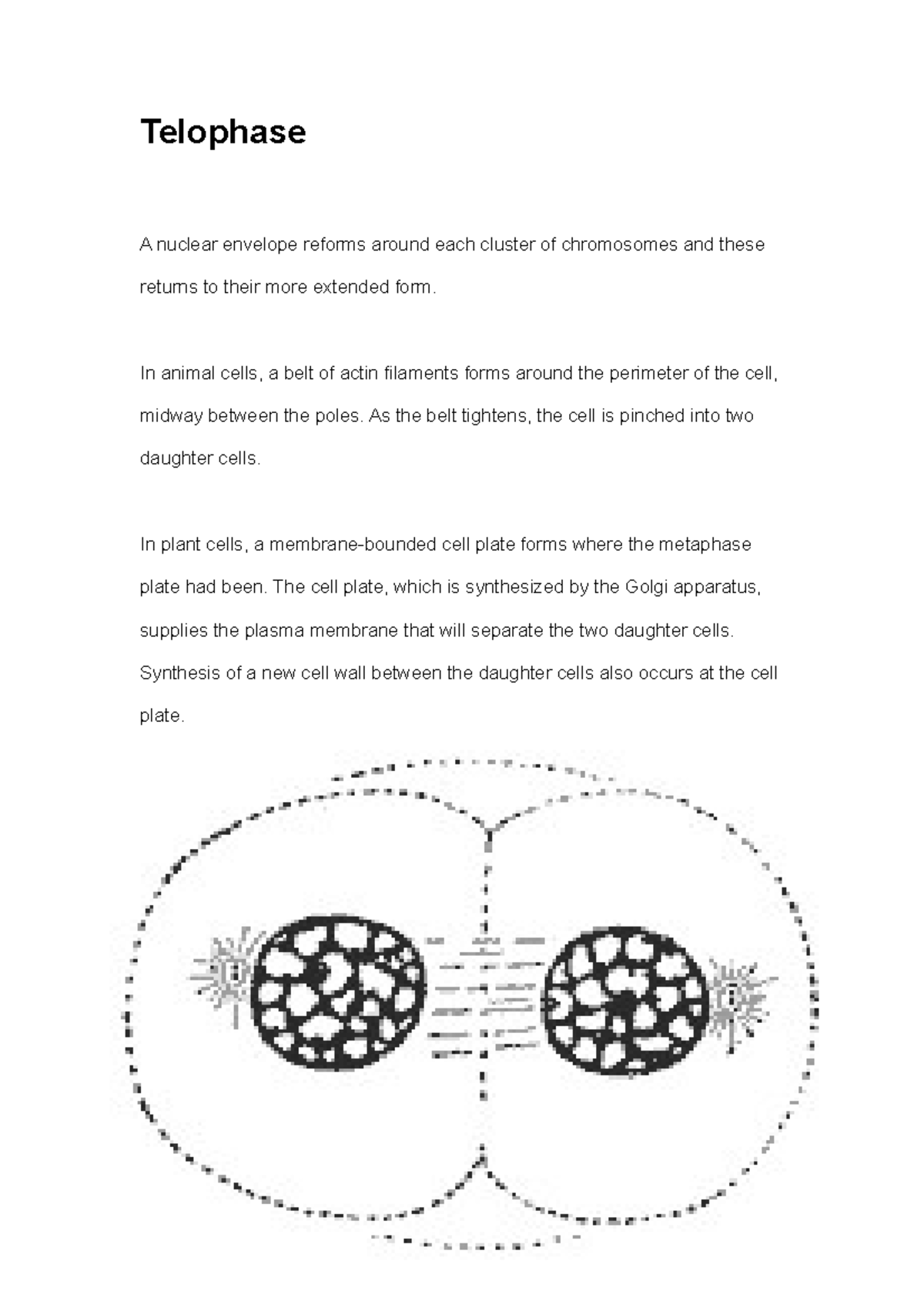 Notes about Telophase Telophase A nuclear envelope reforms around each cluster of chromosomes