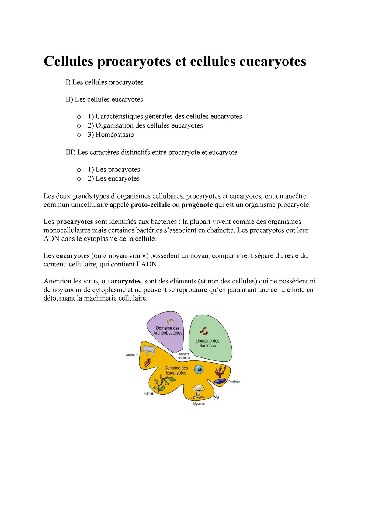 des cellules procaryotes