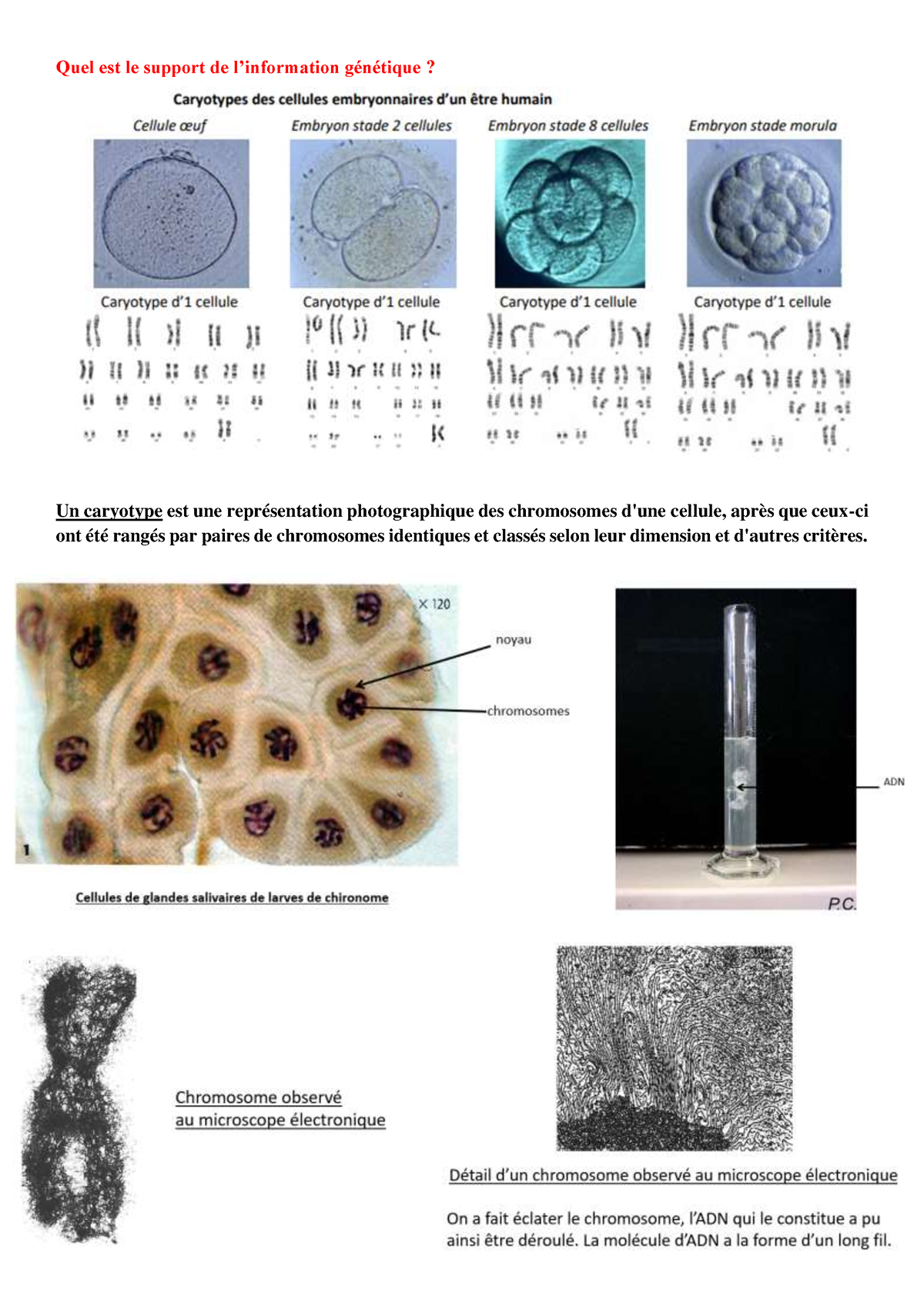 Docs Rappels Info Genetique Quel Est Le Support De Linformation G N Tique Un Caryotype Est