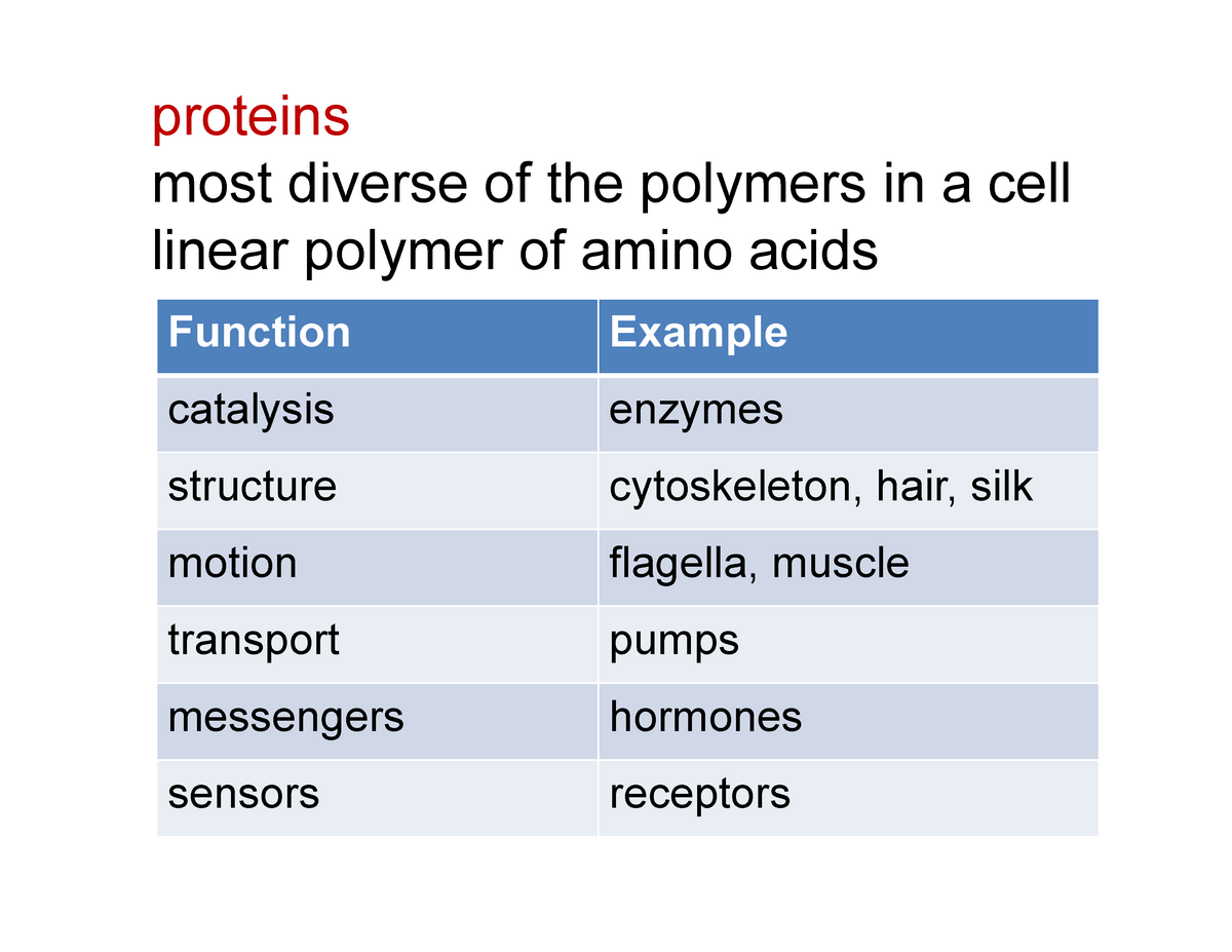 Fall 2019 MCB 102 Lecture 2 part 1 after lecture slides proteins most