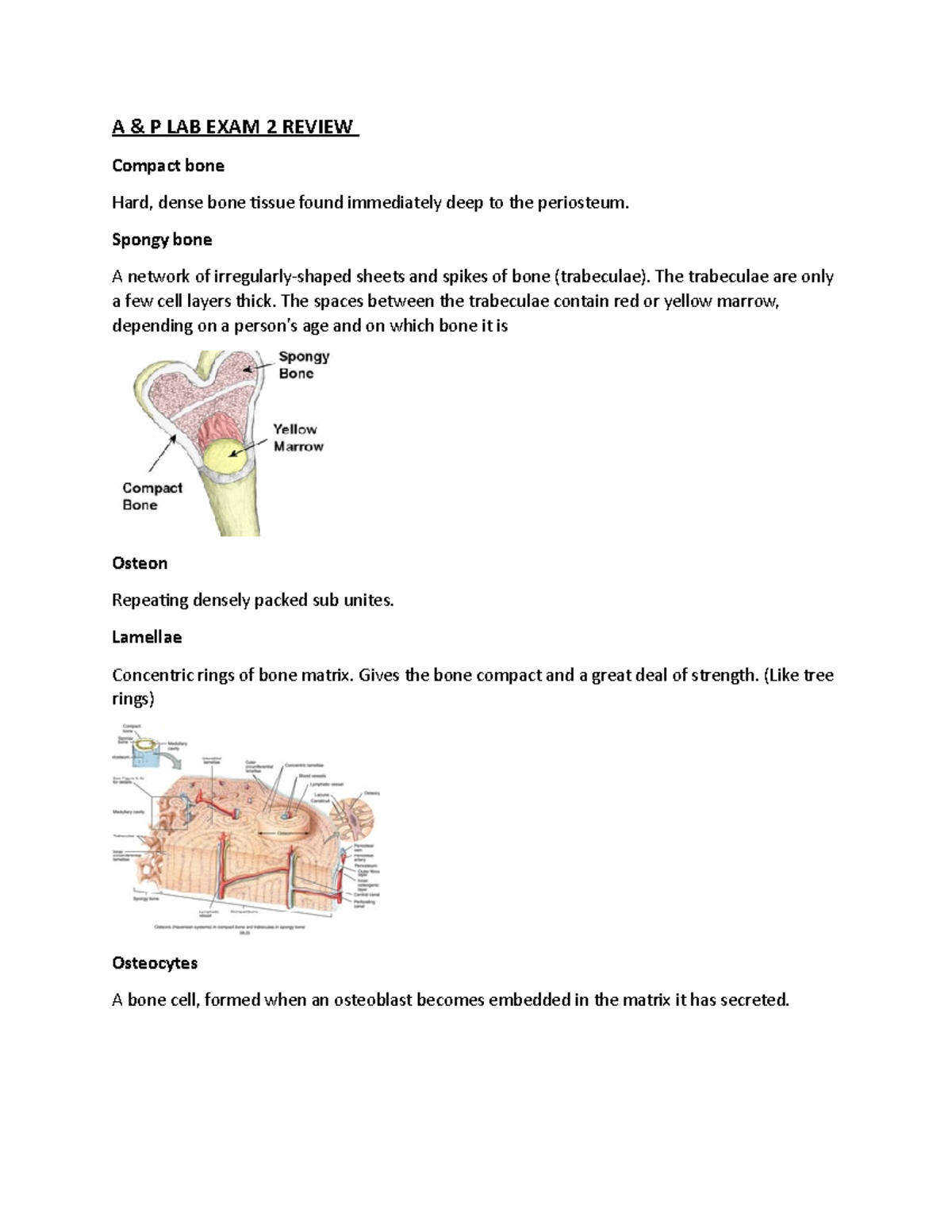 Anatomy and physiology Lab exam 2 A & P LAB EXAM 2 REVIEW Compact