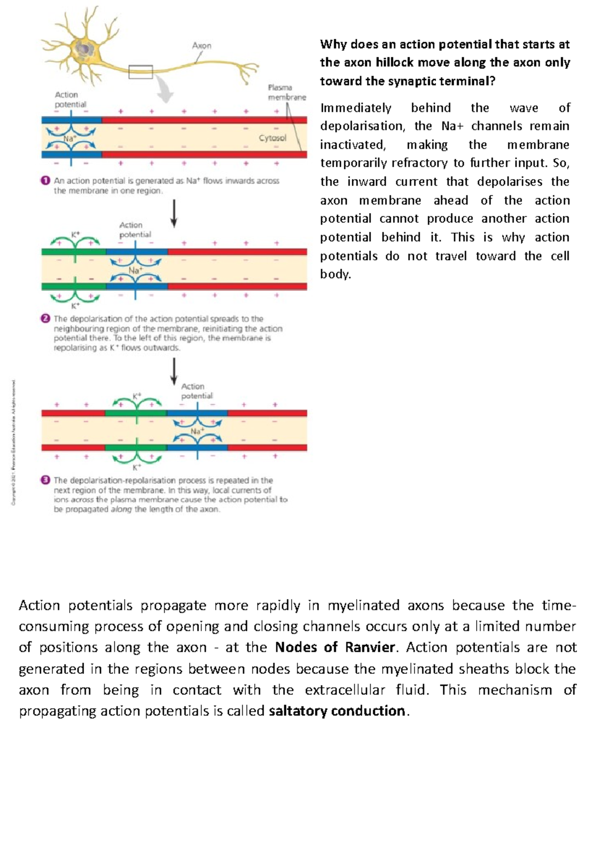 Lec11 revision myelination - Why does an action potential that starts ...