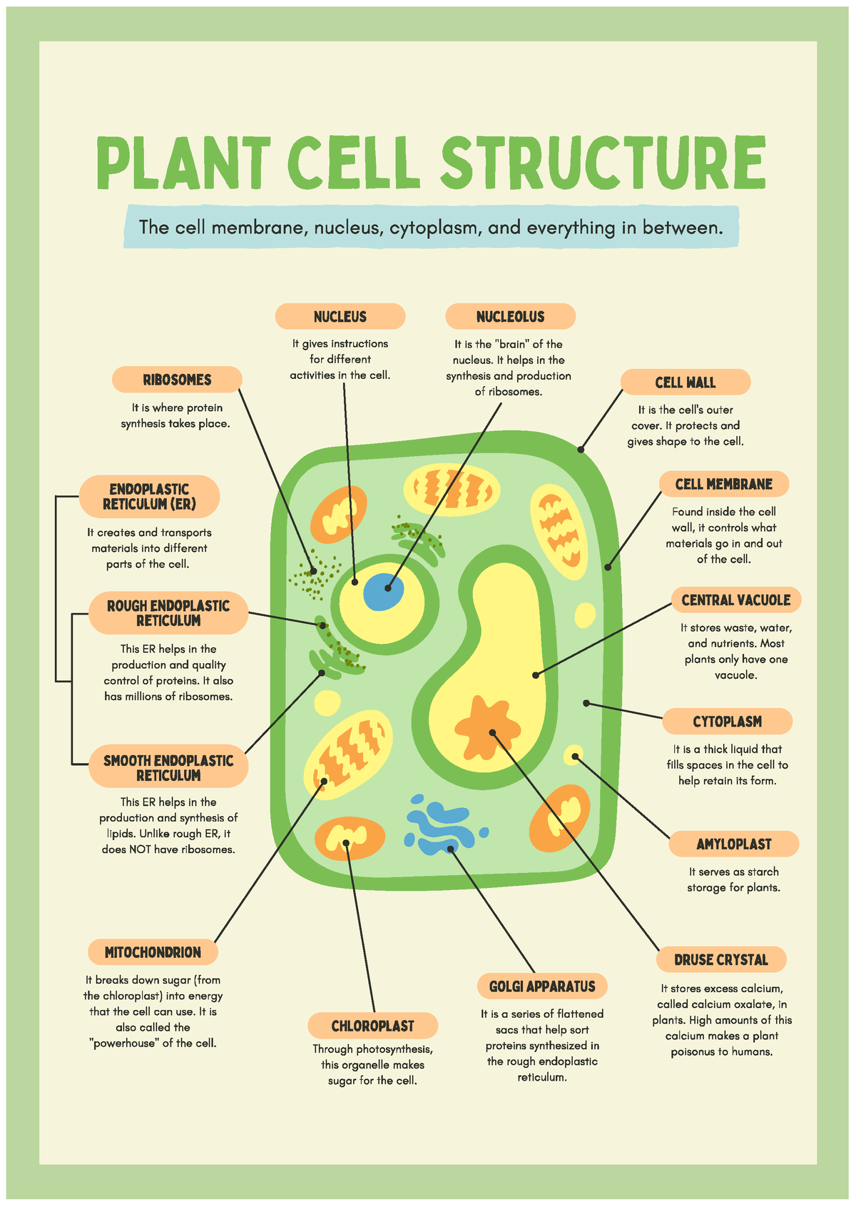 Plant BIOLOGY 1101 Studocu