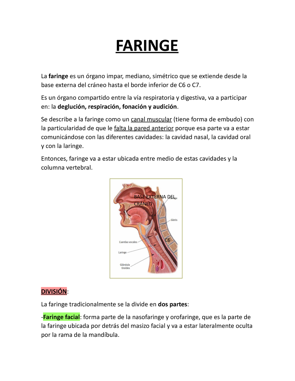 histología de las amígdalas faríngeas