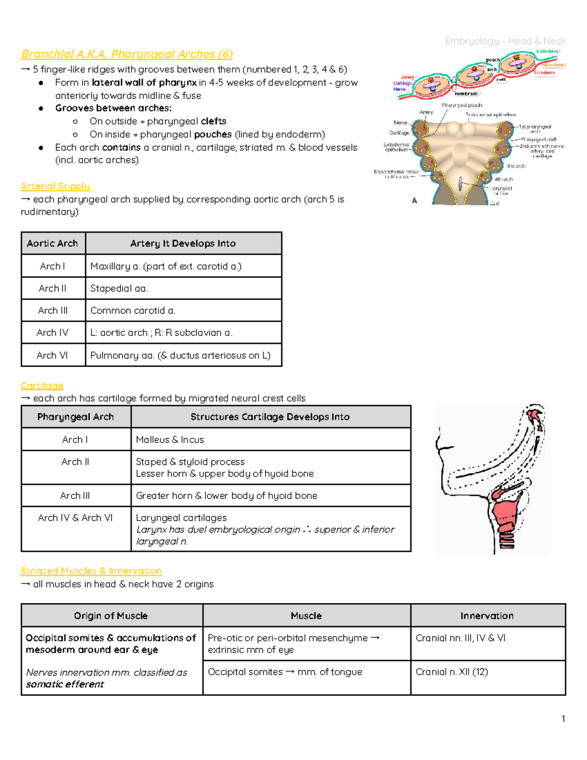 Embryology - Head Neck - Branchial A.K. Pharyngeal Arches (6) → 5 ...