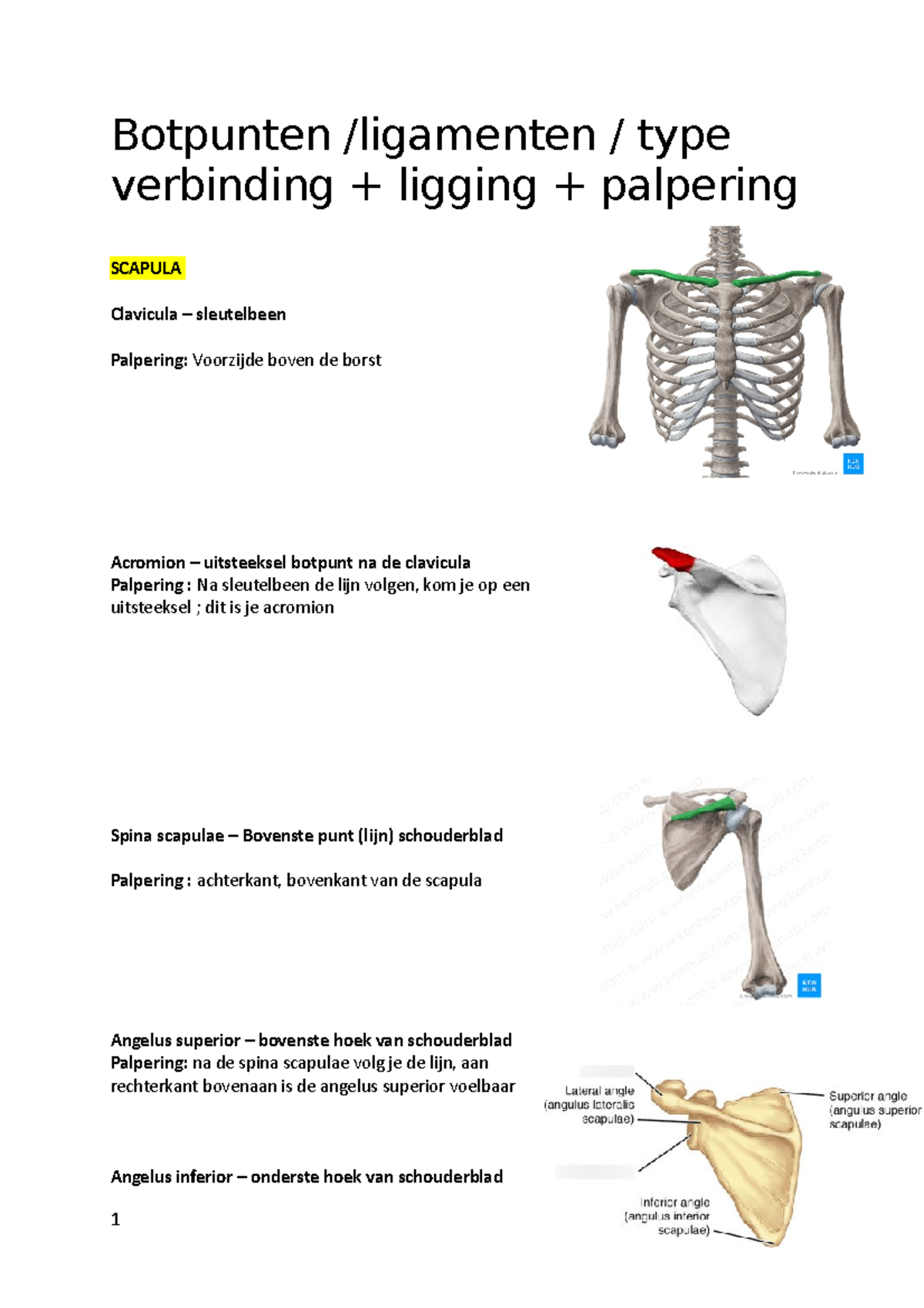 Botpunten Samenvatting Blok 1 Docx - Botpunten /ligamenten / Type ...