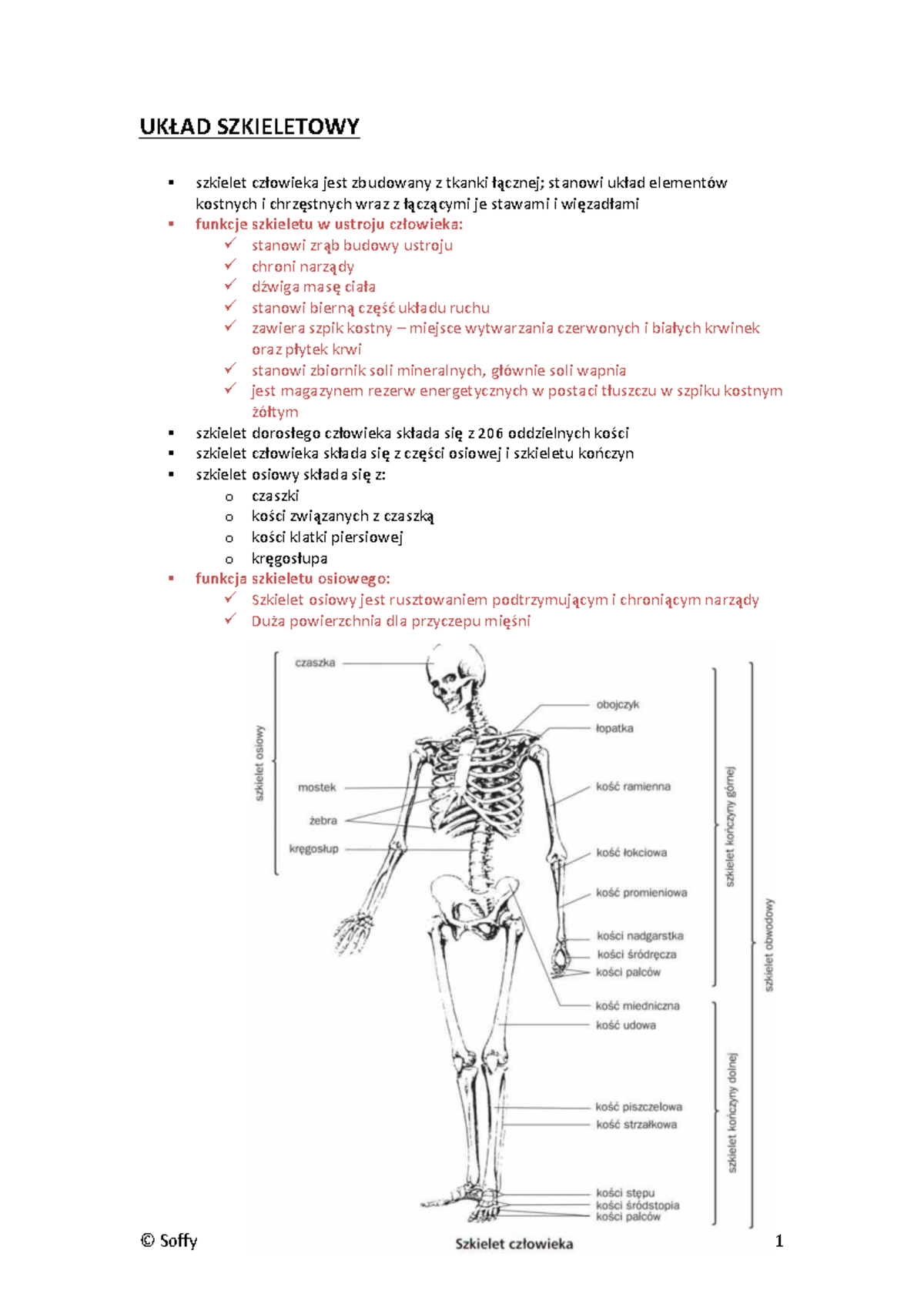 Szkielet I Mięśnie Umożliwiają Ruch Klasa 4 www.studocu.com