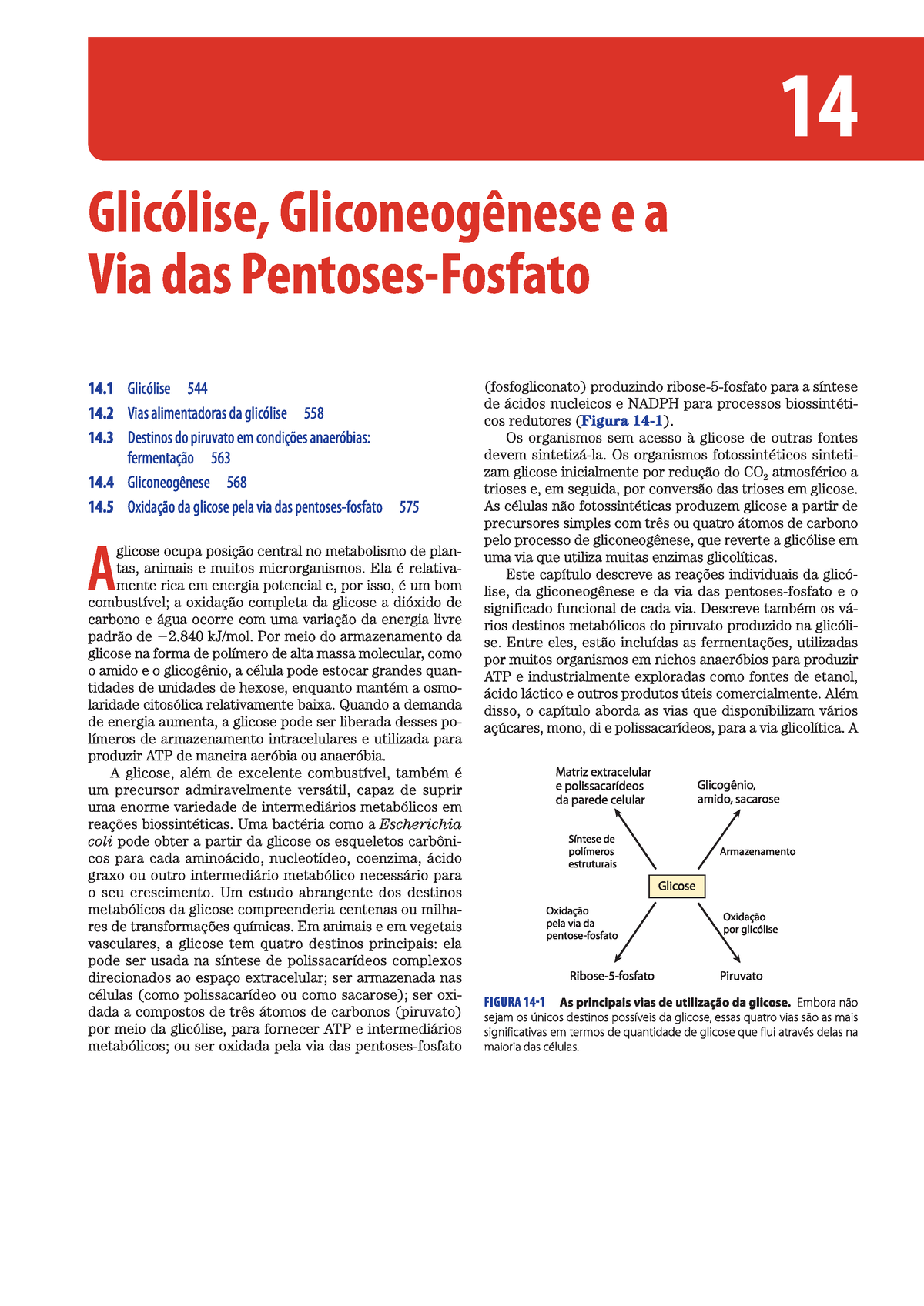 glicólise lehninger bioquímica studocu