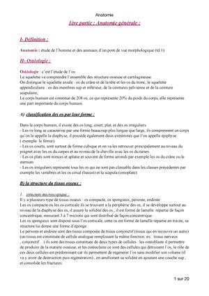 Anatomie L1 STAPS - ANATOMIE HUMAINE COURS 3: LES MEMBRES INFÉRIEURS La ...