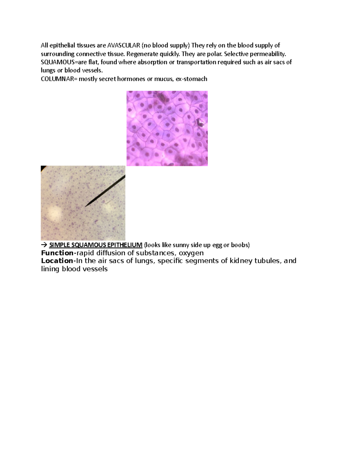 Histology Tissue Images All epithelial tissues are AVASCULAR (no