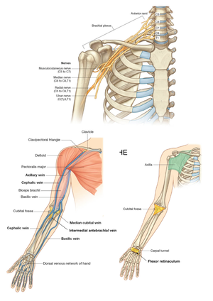 Anatomy of upper limb - Bones of the Shoulder Joints of shoulder ...