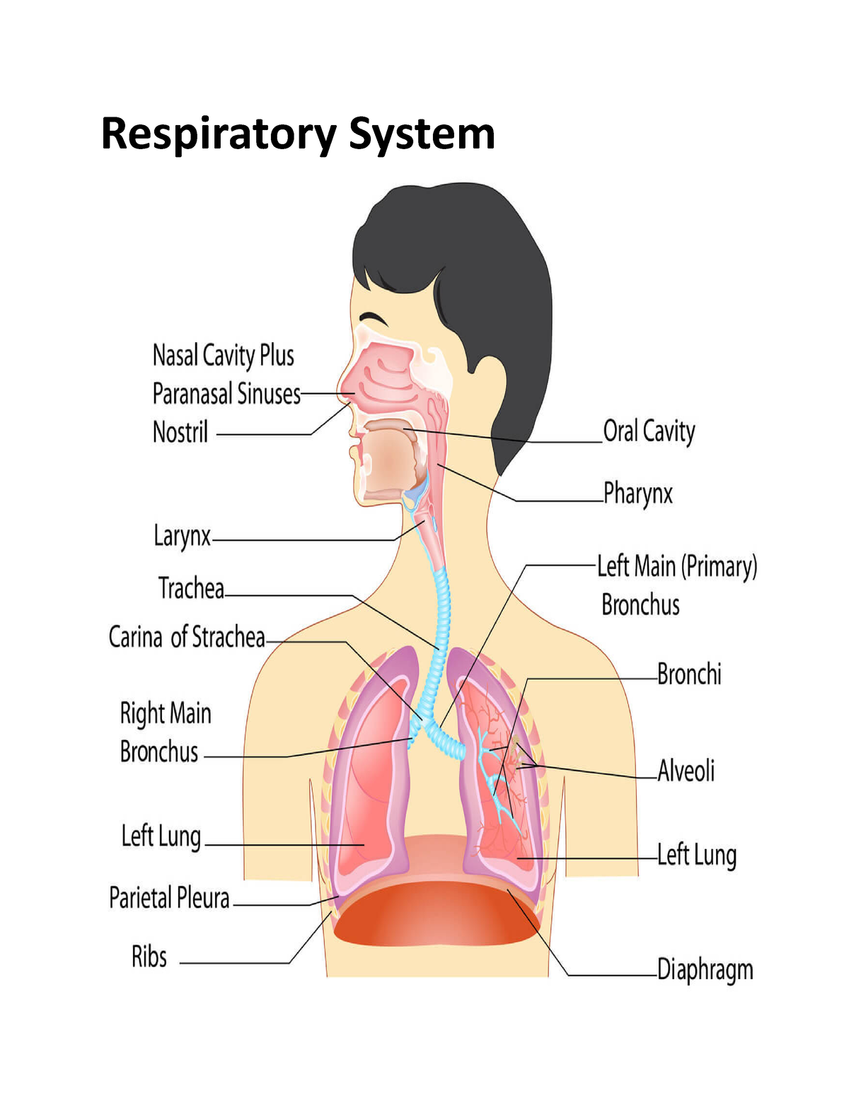 Respiratory-System - Respiratory System Nose- Opening that pull air ...