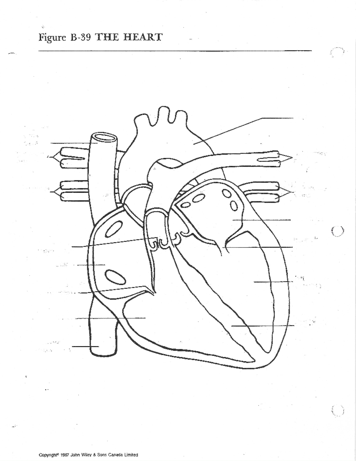 Heart diagram - Biol 1080 - Studocu