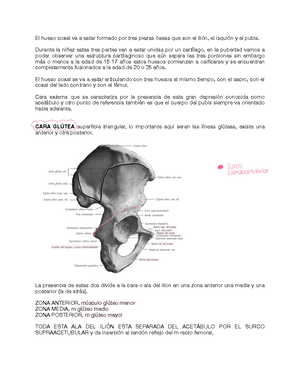 Regiones abdominales y cuadrantes - RRegiones del abdomenegiones del ...