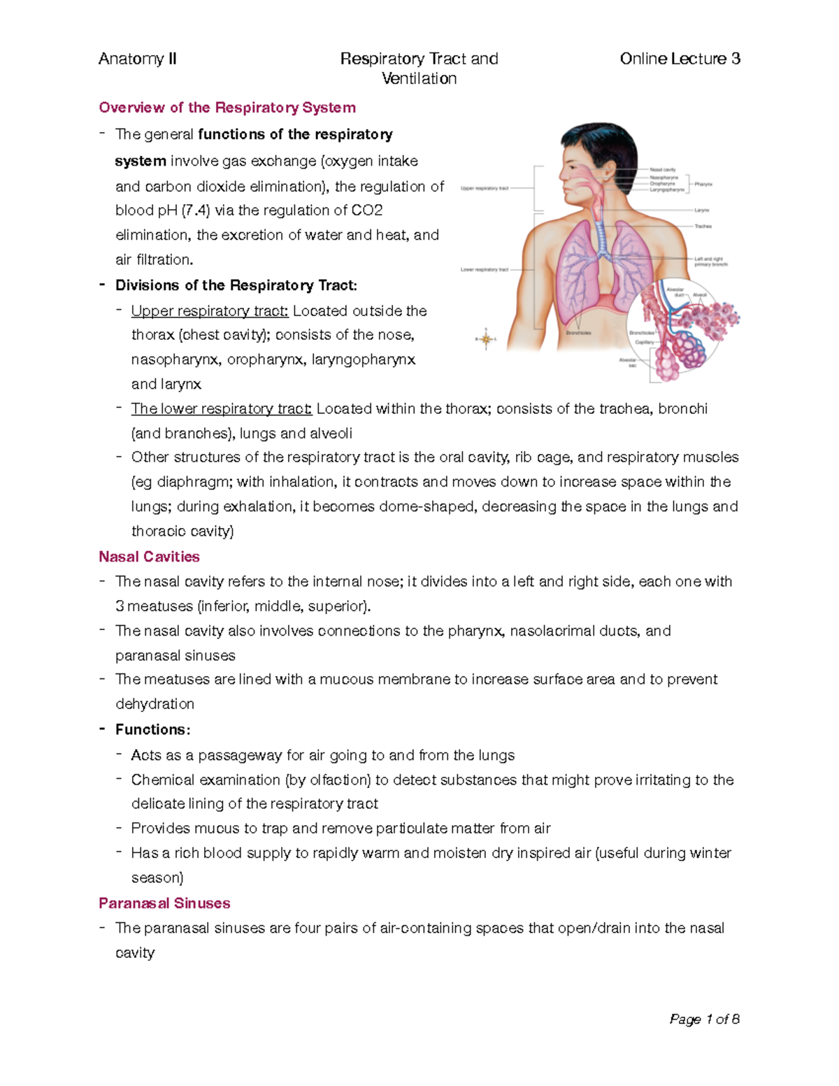 Anatomy II; Online Lec 3; Respiratory tract and ventilation (PDF ...