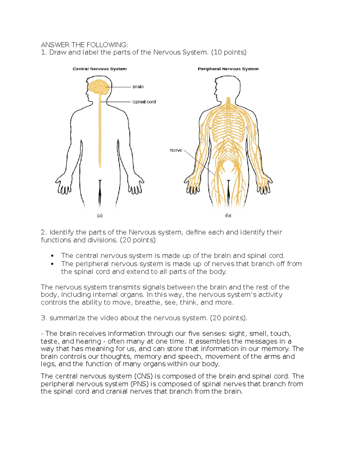 Activity Nervous System ANSWER THE FOLLOWING Draw And Label The 