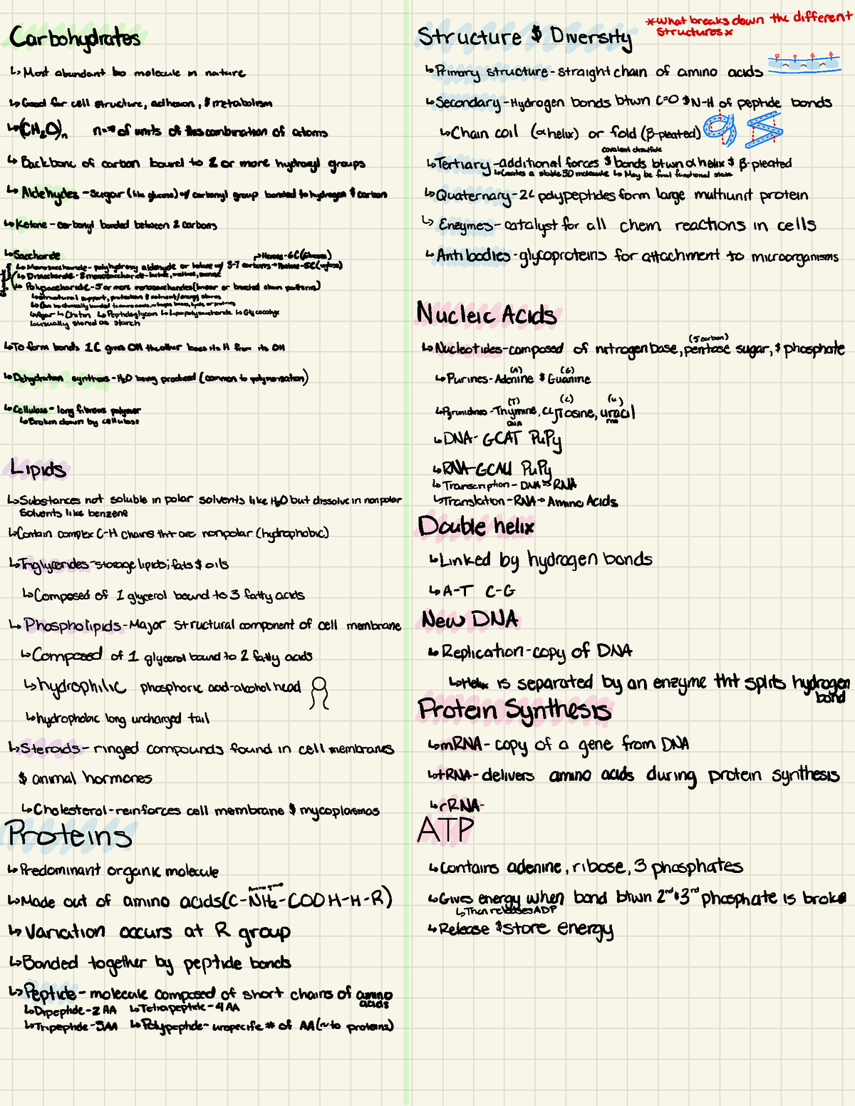 Ch 2 pt 2 - Basic microbiology - *what breaks down the different ...