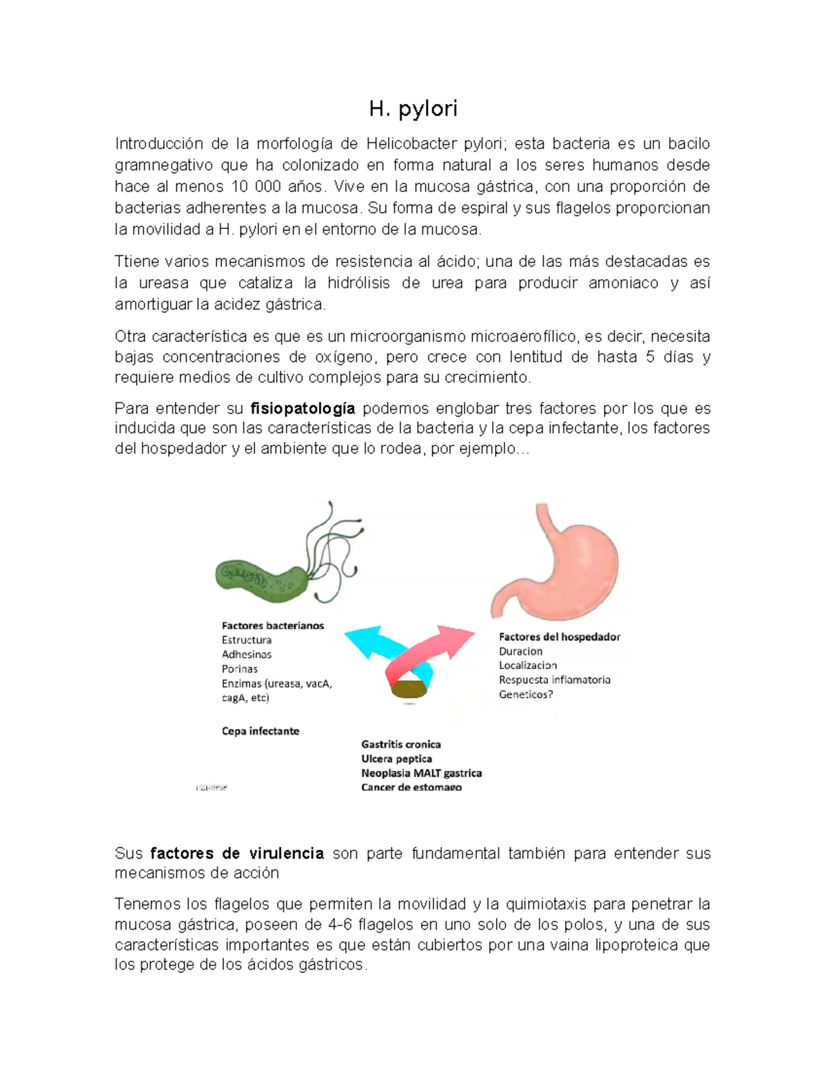 H Pylori H pylori Introducción de la morfología de Helicobacter