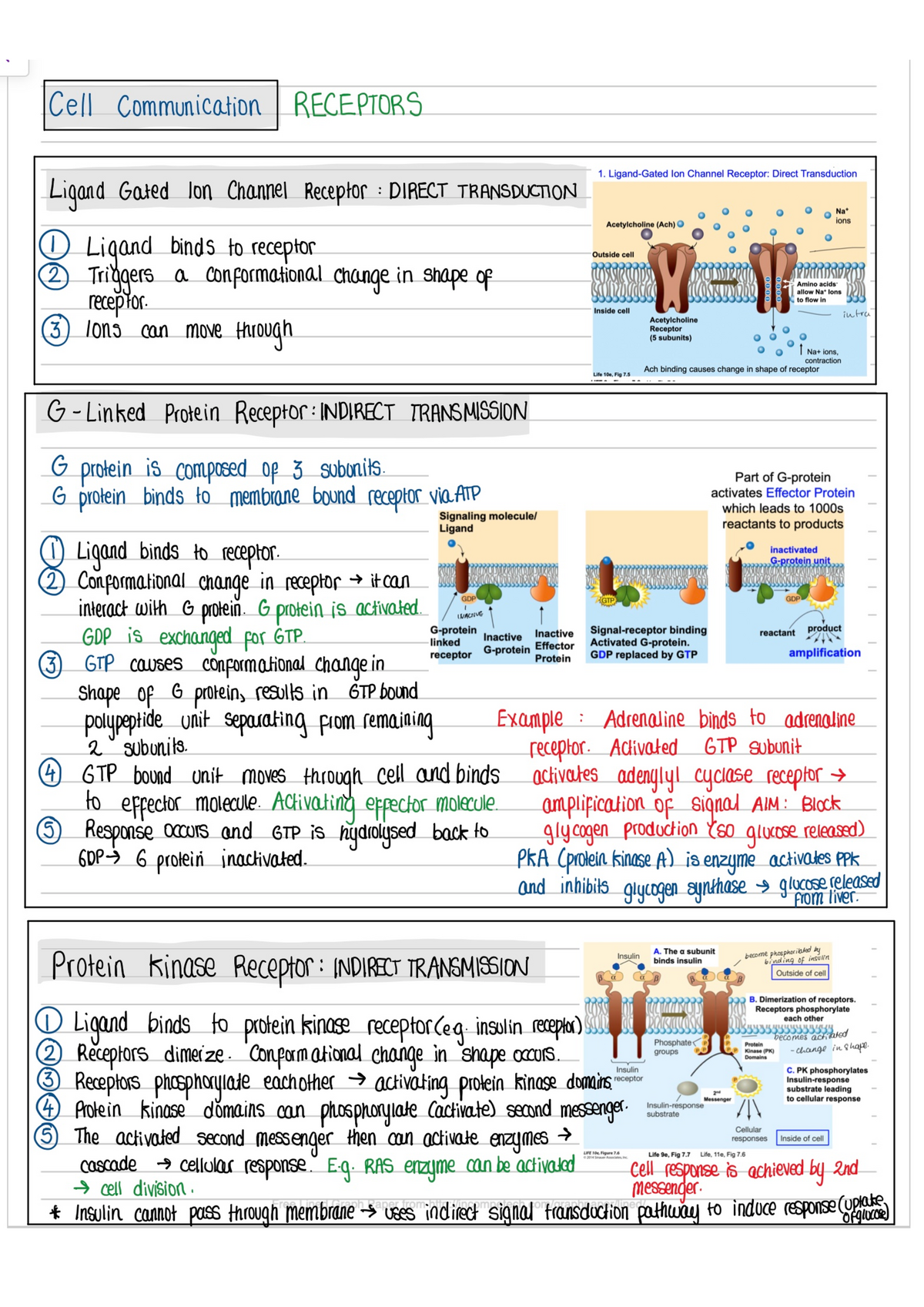 Receptor Proteins Summary - BIOL10002 - Studocu