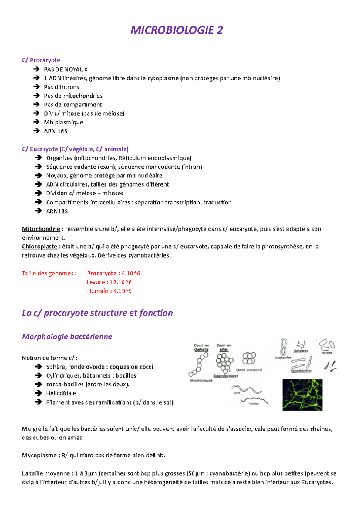 Microbiologie 2 : Structure B/ - MICROBIOLOGIE 2 C/ Procaryote PAS DE ...