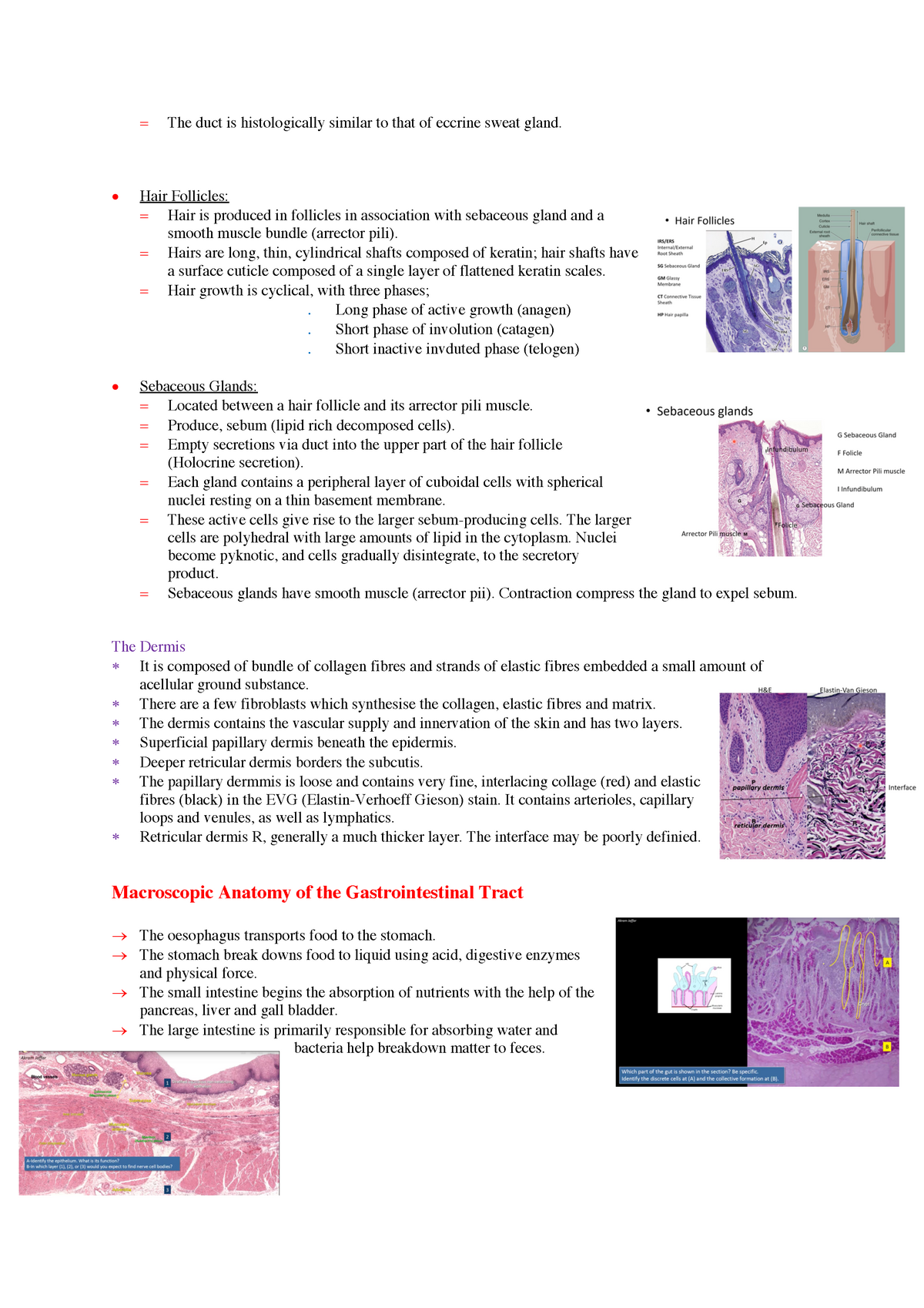 Gastrointestinal Tract - = The duct is histologically similar to that ...