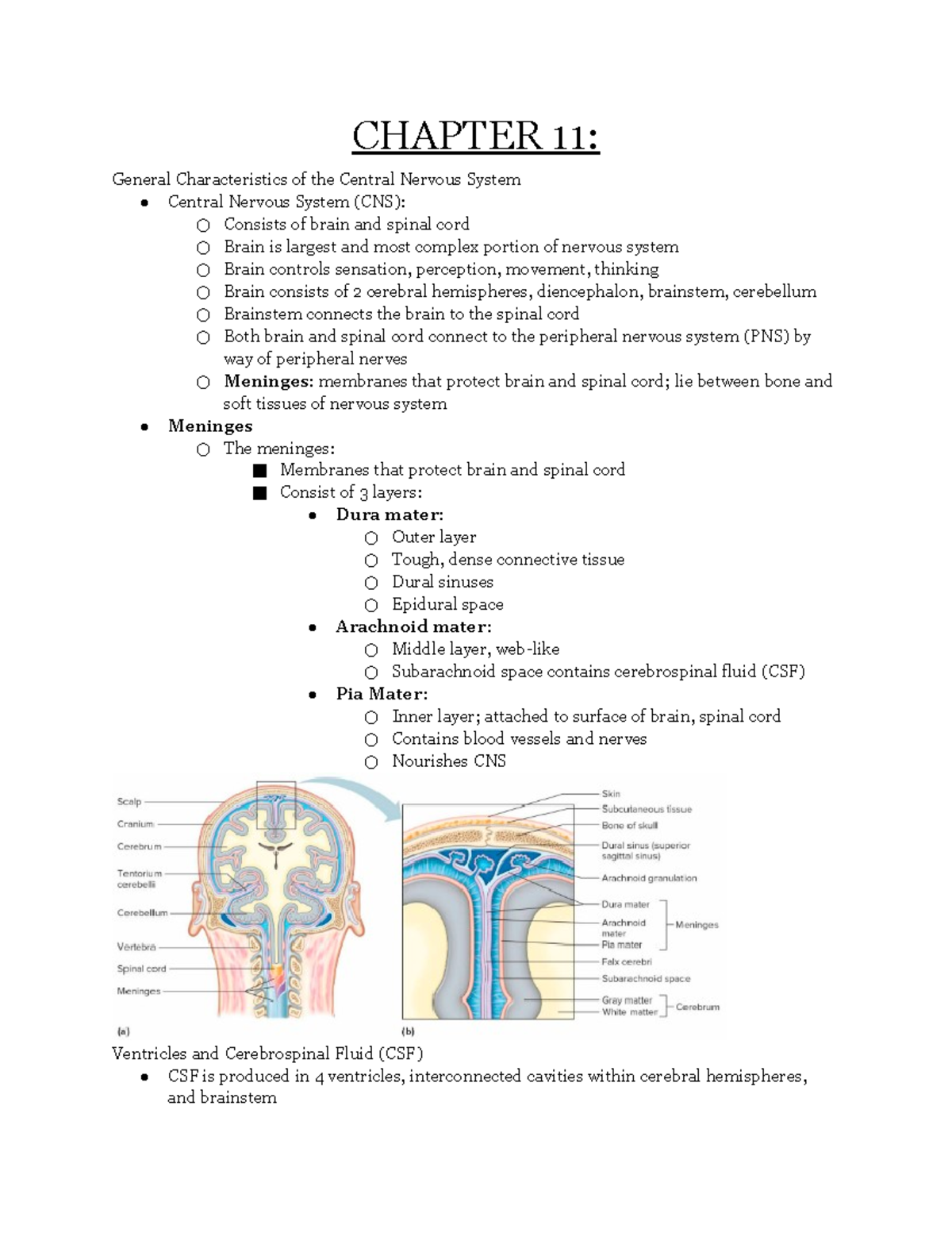 Human A & P I Notes Chapter 11 - CHAPTER 11: General Characteristics Of ...