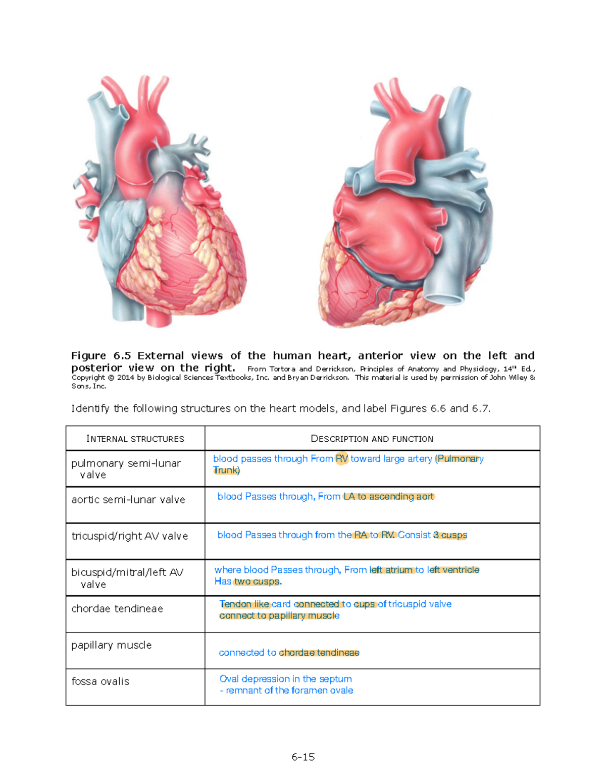 LAB 6 - Blood Cells 5 - Lab 6 - Answer key - 6- Figure 6 External views ...