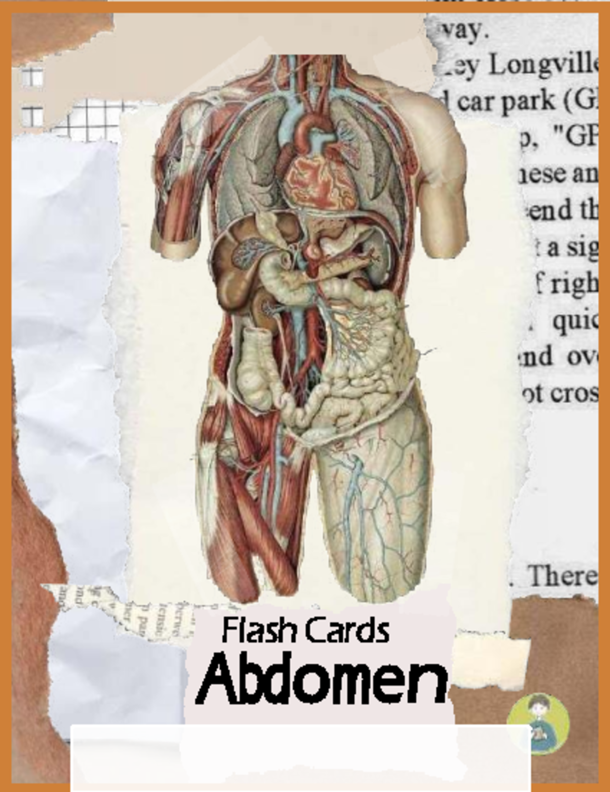 Copia de Flashcards - Abdomen - Flash Cards Abdomen Visión GENERAL DEL ...