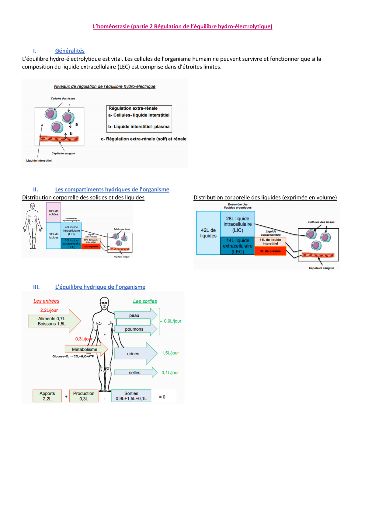 Homéostasie Ii Lhoméostasie Partie 2 Régulation De Léquilibre Hydro électrolytique I 5166