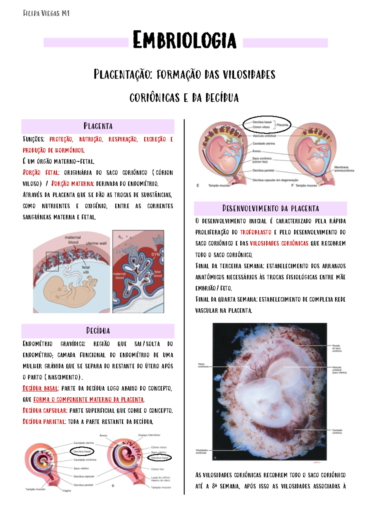 6. PlacentaçÃO - Summary Citologia e Embriologia Veterinária ...