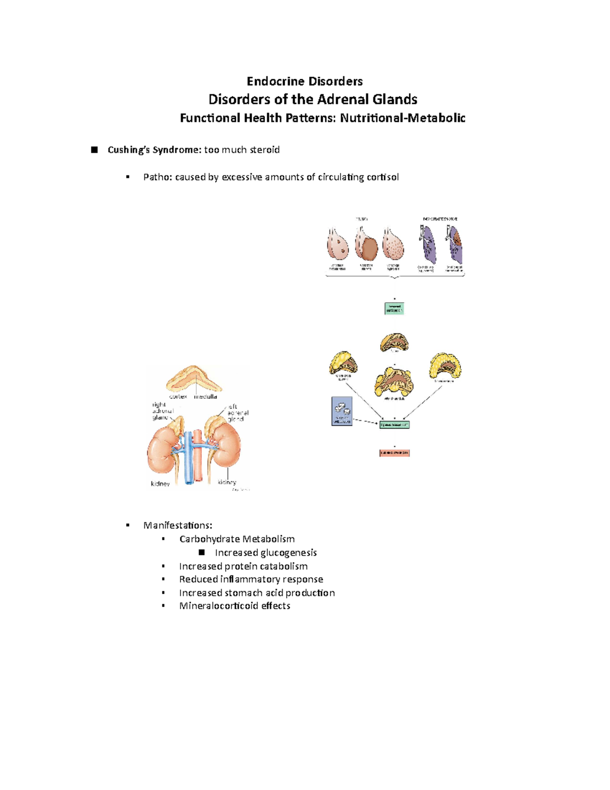 Adrenal Disorders Guided Notes with Pictures Endocrine Disorders