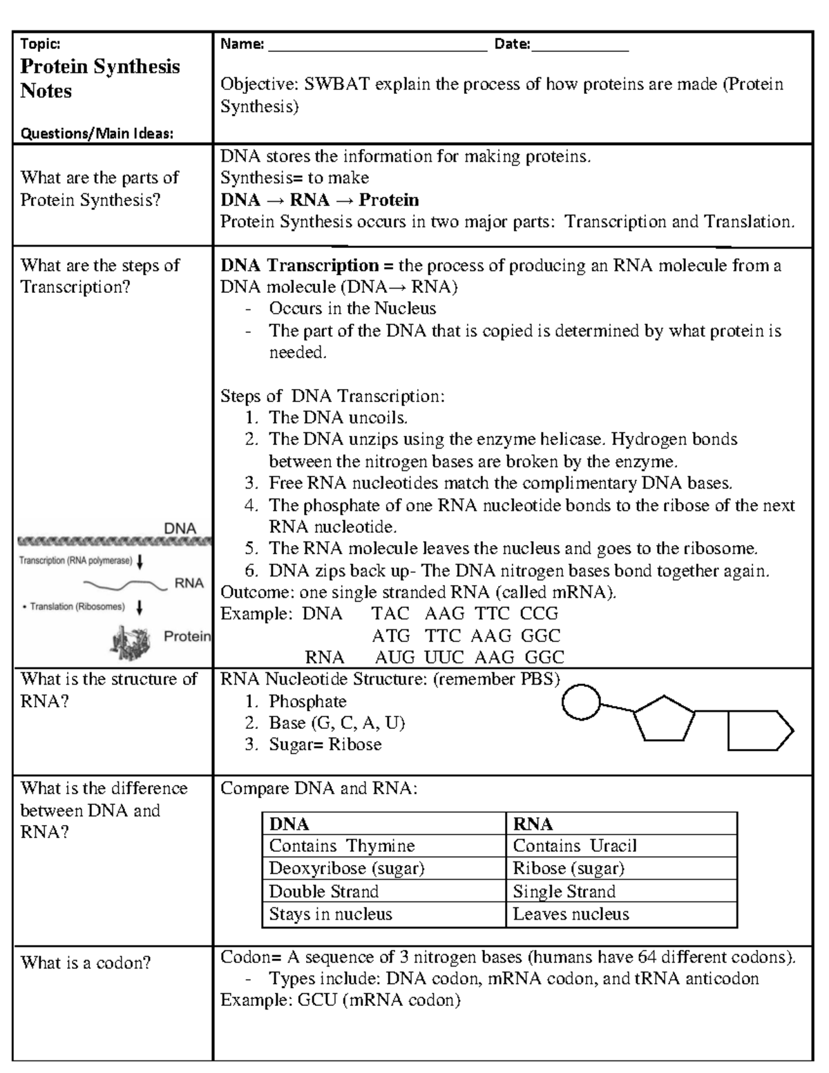 Protein Synthesis Notes Cornell Key Topic Protein Synthesis Notes Questions/Main Ideas Name