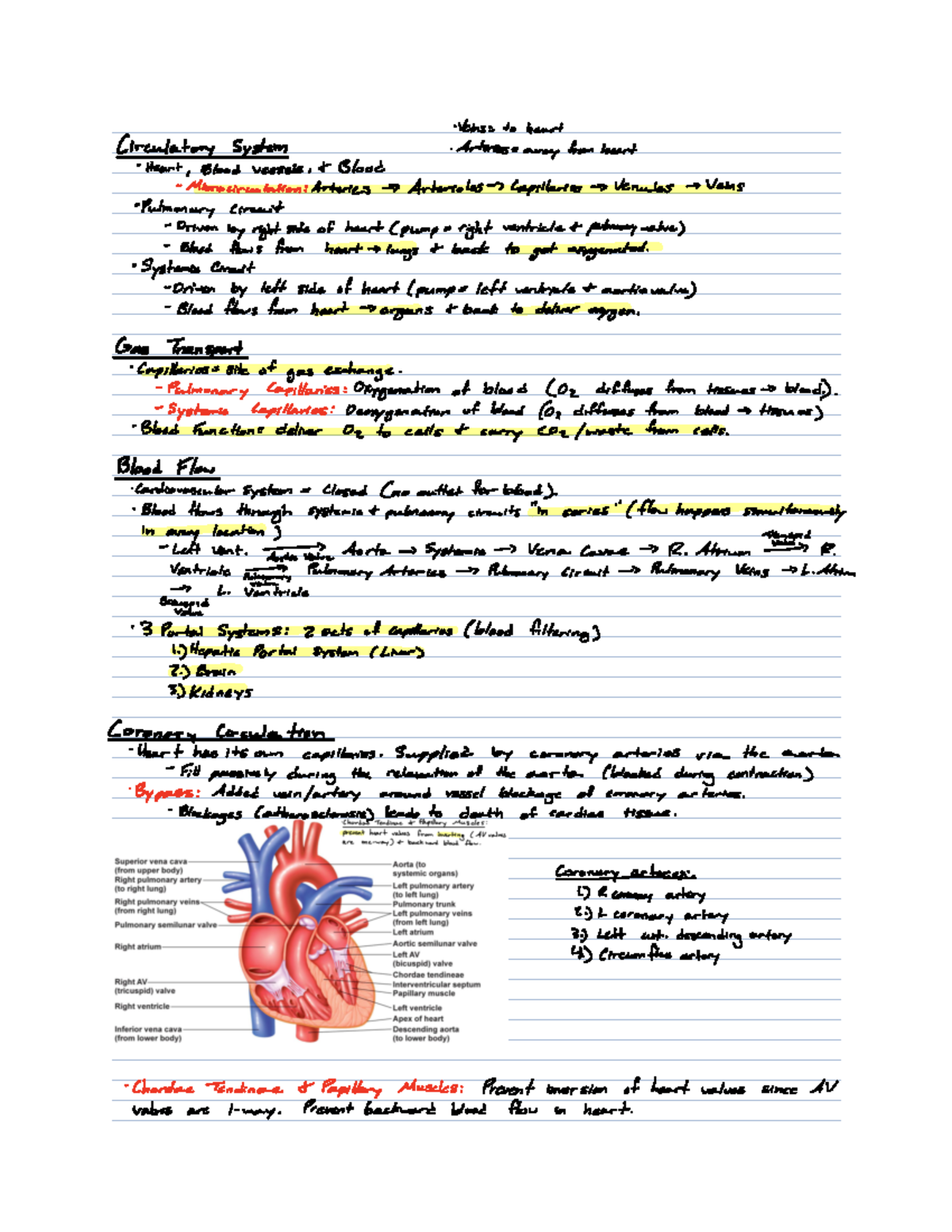 15 - Heart I Notes - Veins to ####### heart Circulatory System ...