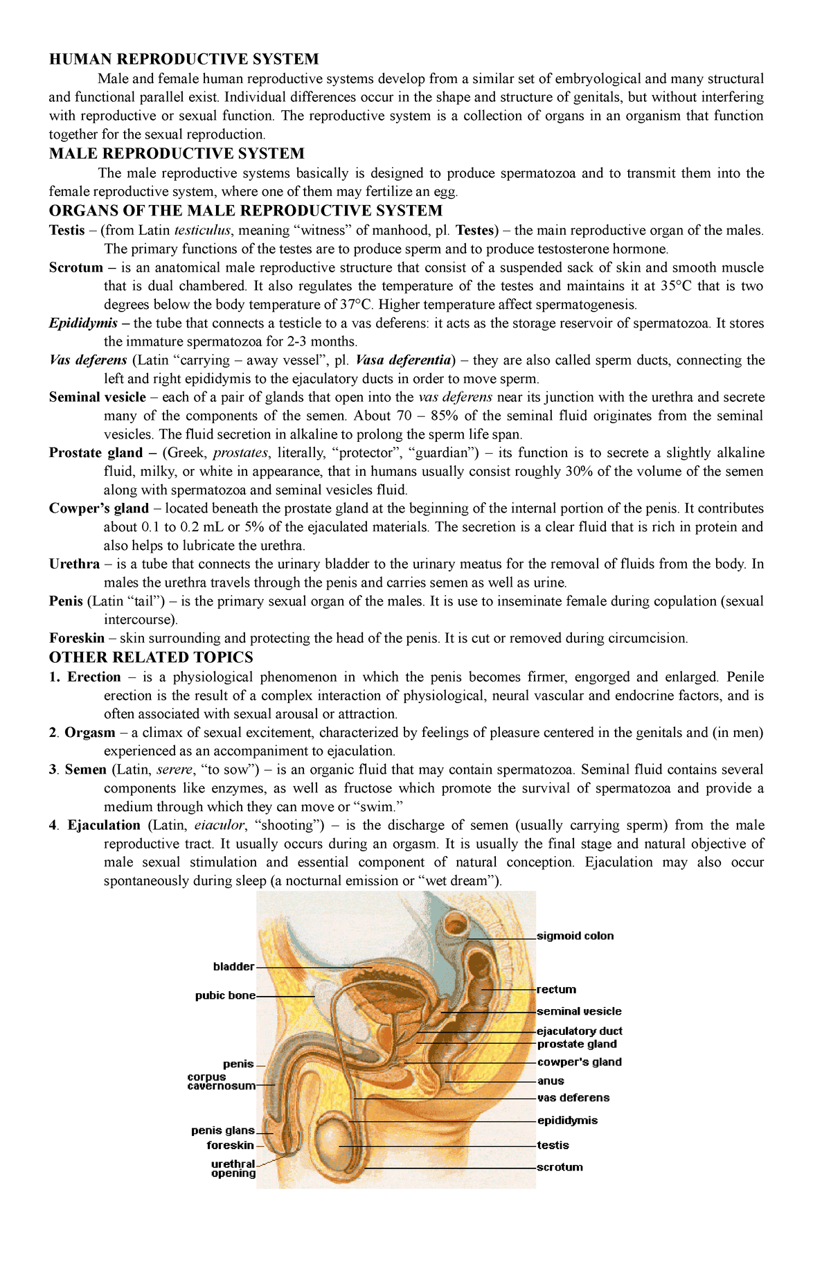 MALE- Reproductive - Djdidx - HUMAN REPRODUCTIVE SYSTEM Male and female ...